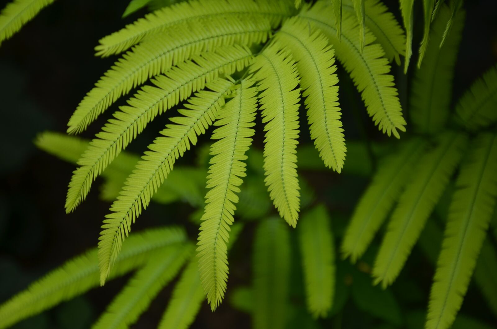 Nikon D7000 sample photo. Ferns, leaves, plant photography