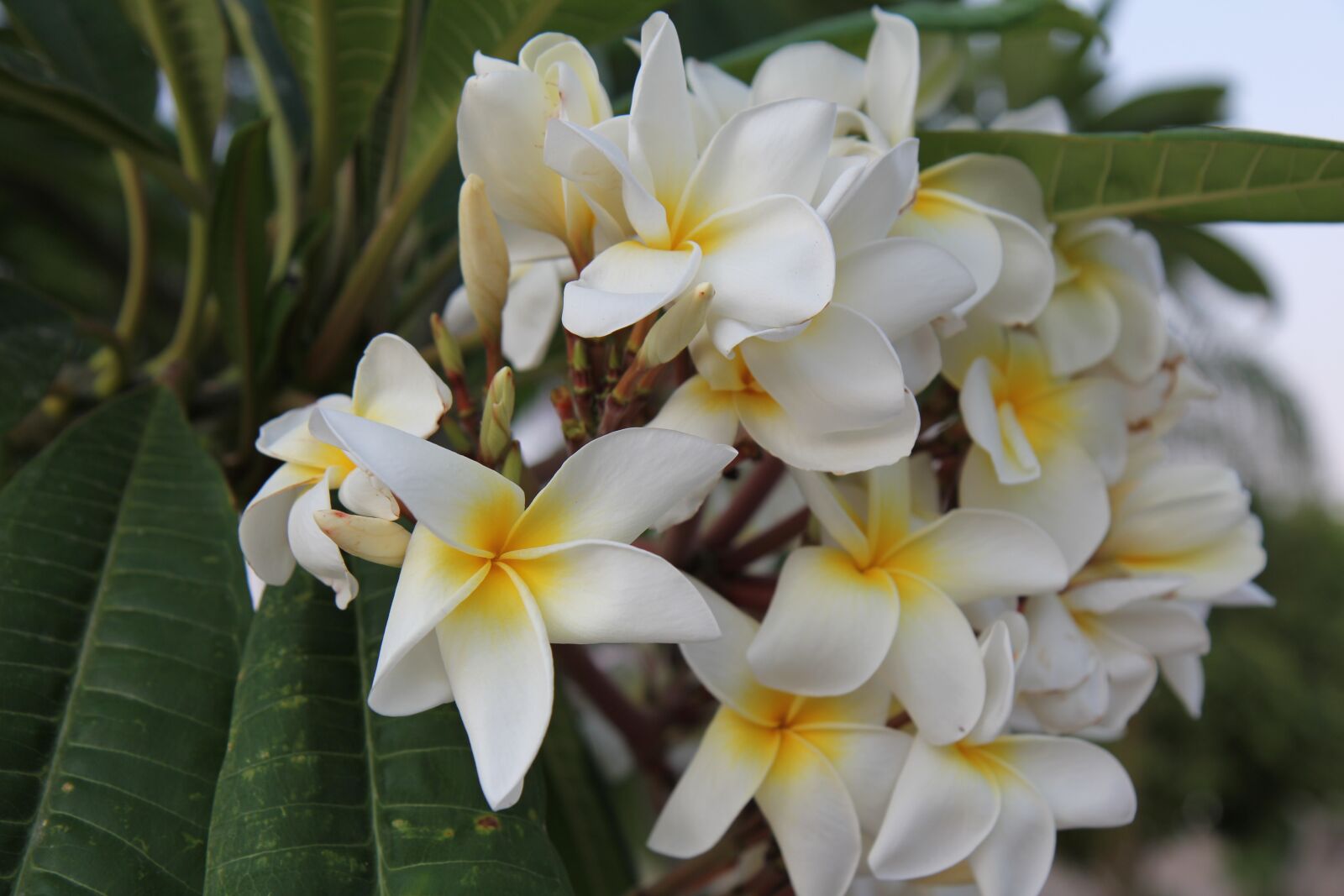 Canon EOS 60D sample photo. Israel, white flowers, flowers photography