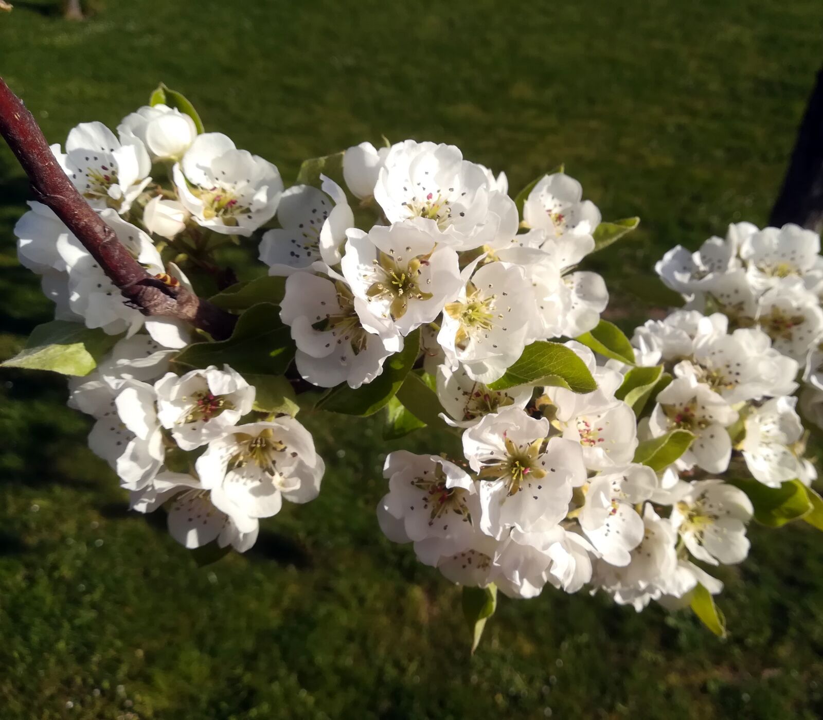 HUAWEI P10 lite sample photo. Fruit tree, blossom, bloom photography