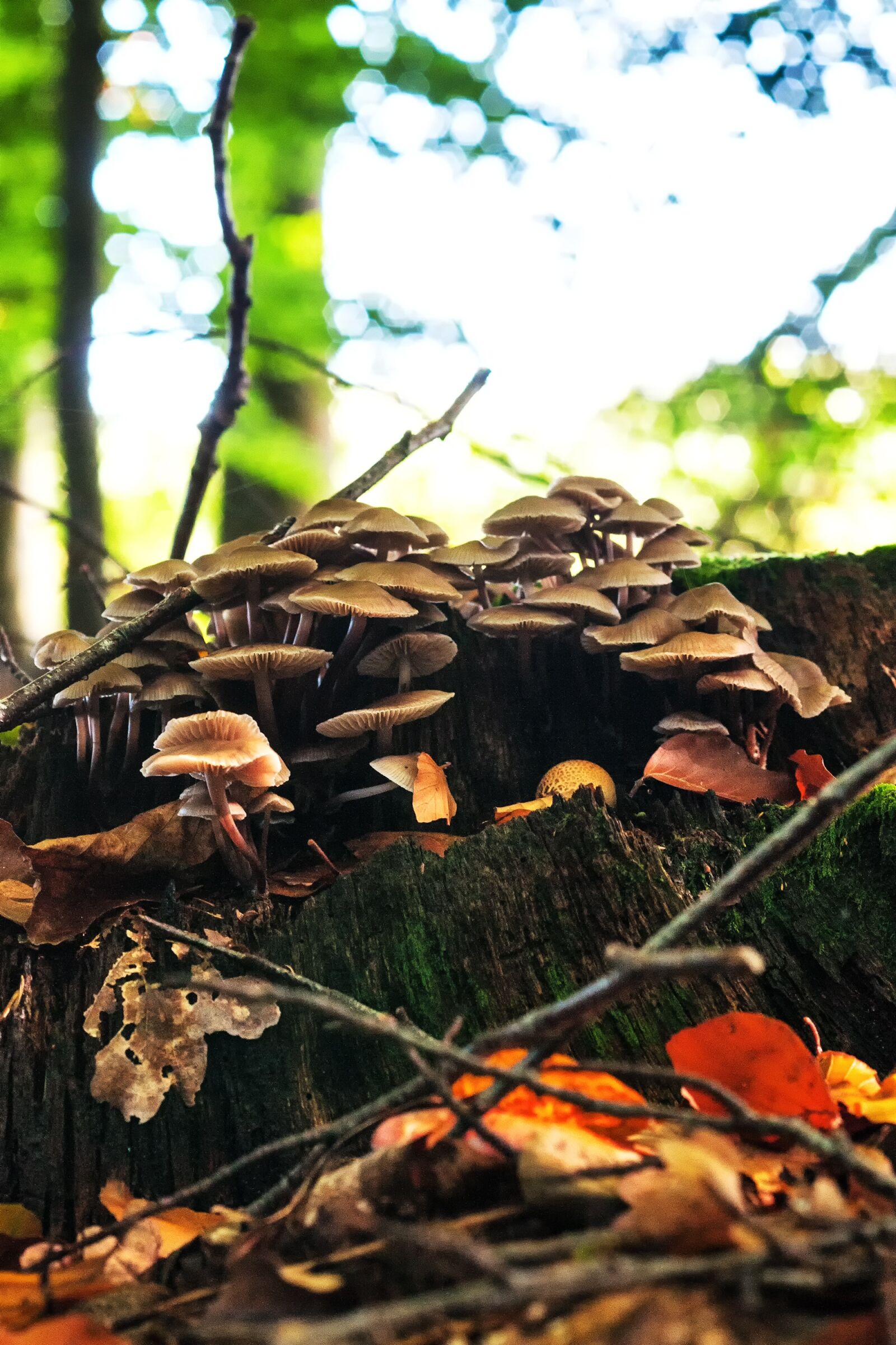 Nikon D300S sample photo. Mushrooms, forest, autumn photography