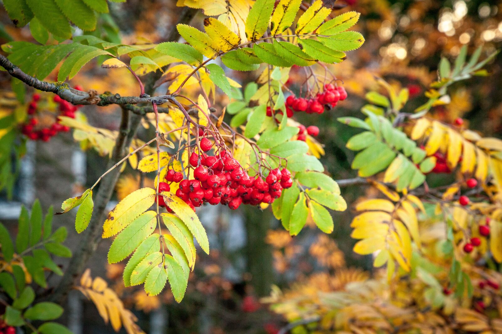 Canon EOS 5D Mark II sample photo. Rowanberry, fall, autumn photography