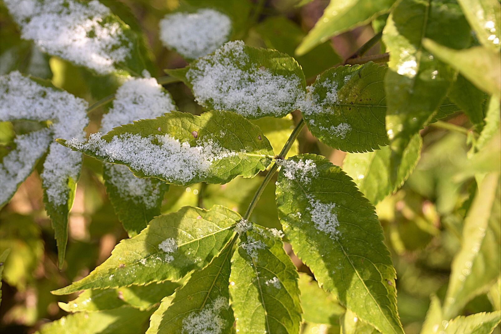 Nikon D610 sample photo. Hollunderblätter, snow, snowy photography