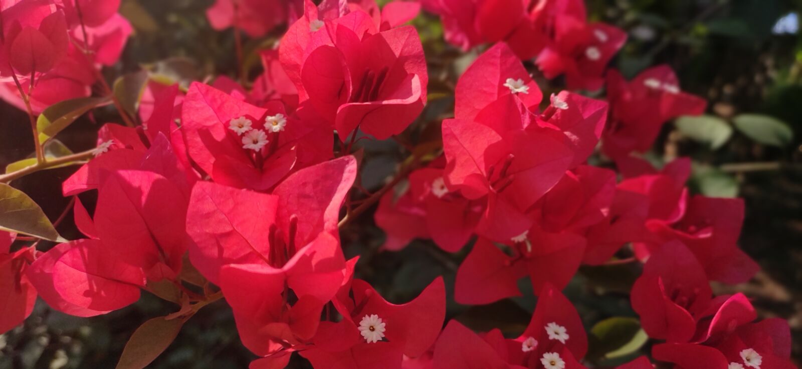 Xiaomi Redmi Note 7 Pro sample photo. Flower, red, nature photography