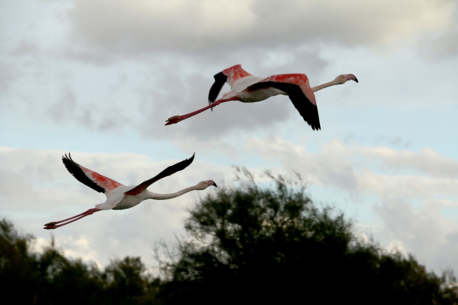 Canon EOS 70D sample photo. Pink flemish, flight flemish photography