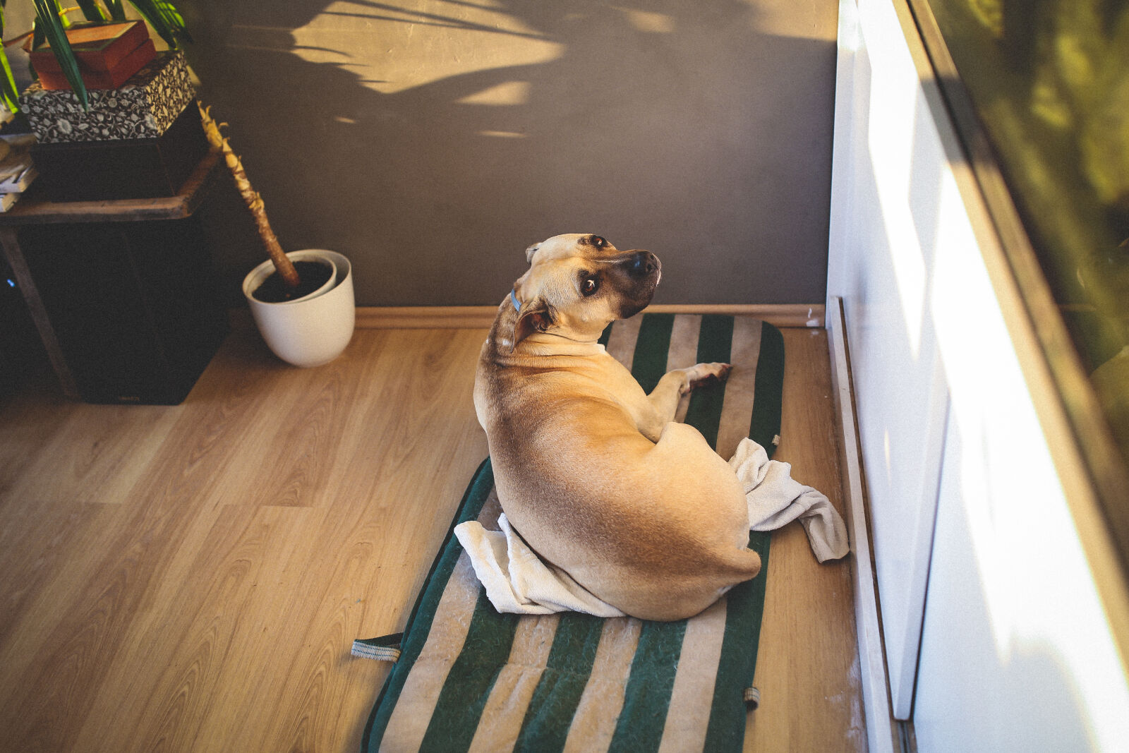 Canon EOS 6D + Sigma 35mm F1.4 DG HSM Art sample photo. Lovely, amstaff, laying, on photography
