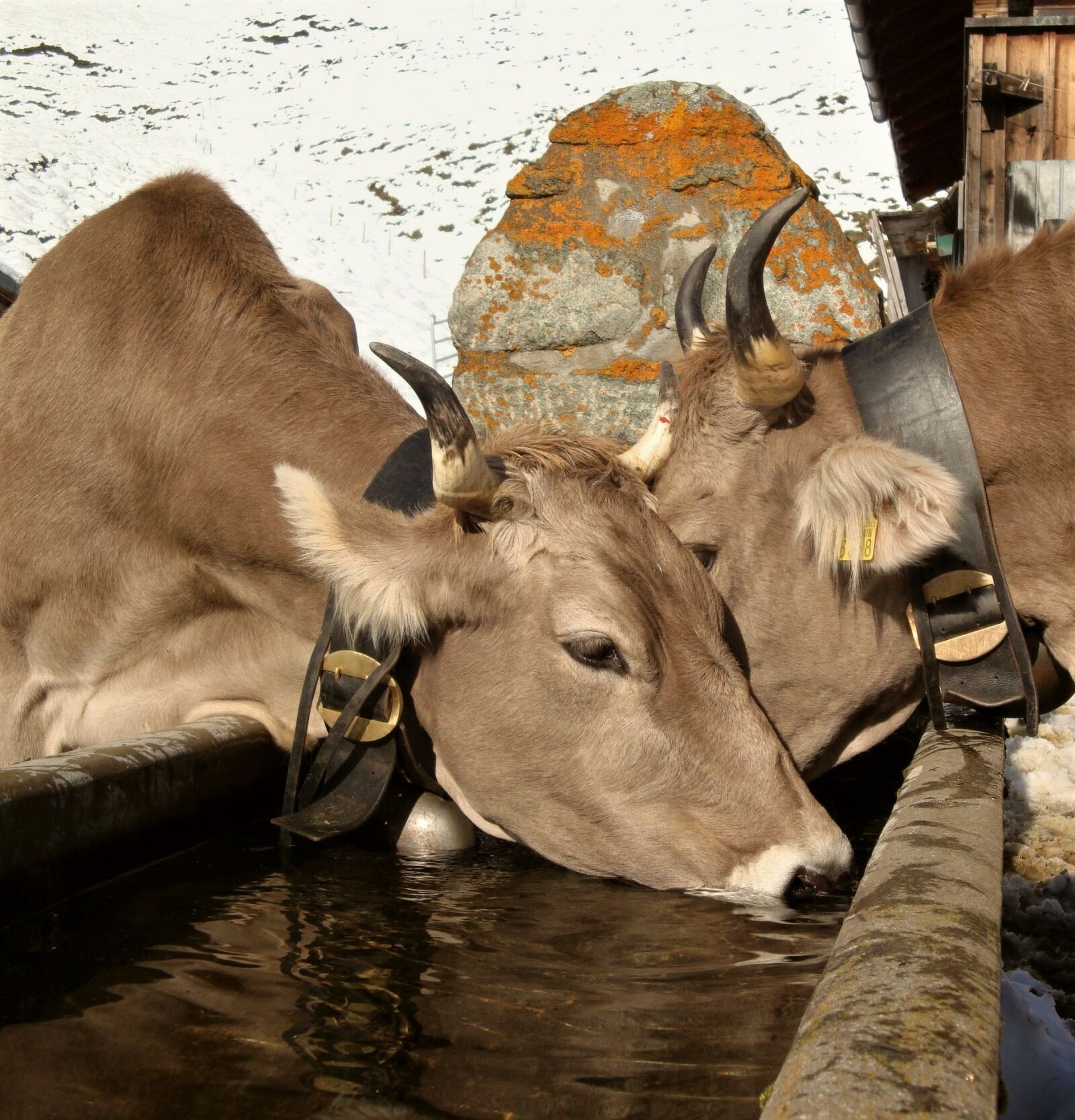Sony Cyber-shot DSC-W170 sample photo. Mammal, animal, cow photography