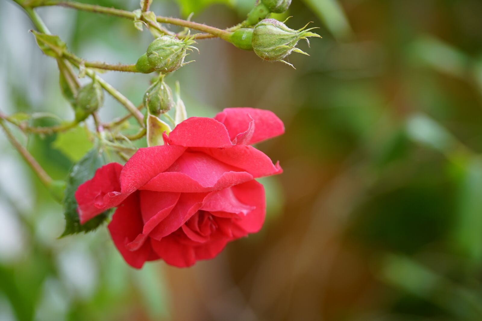 Sony a7R II + Sony E PZ 18-105mm F4 G OSS sample photo. Red, rose, hanging photography