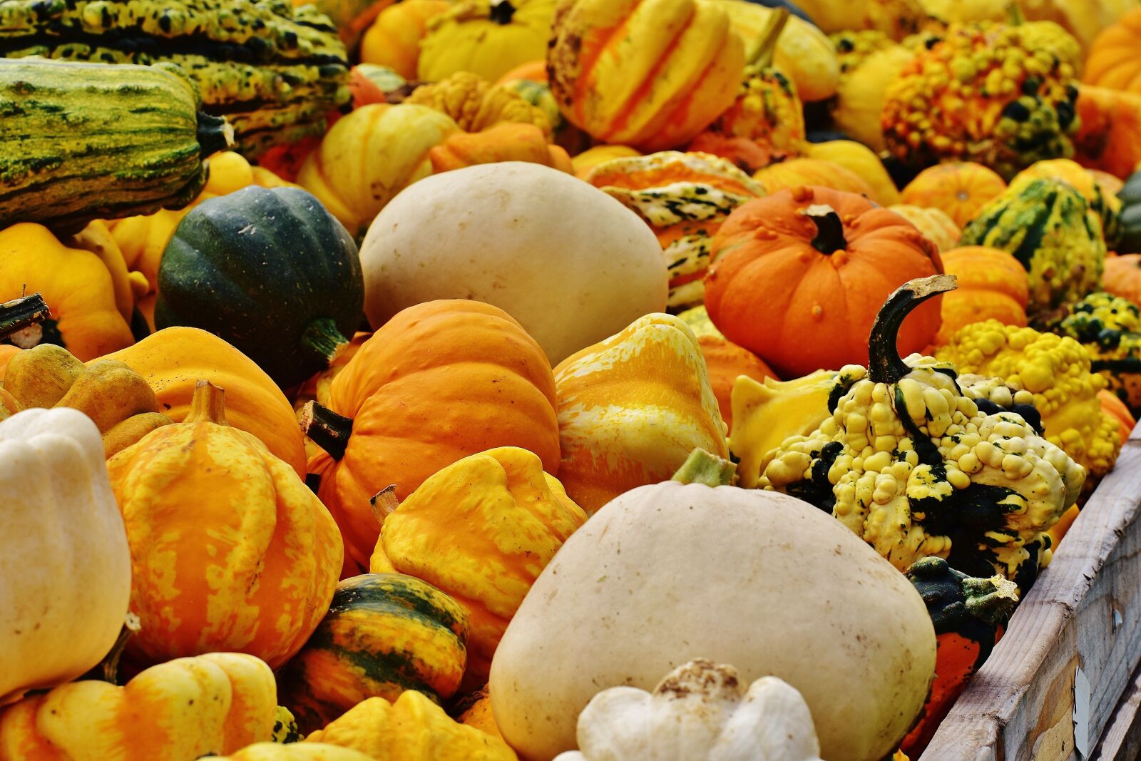Nikon D7200 sample photo. Pumpkins, autumn, autumn decoration photography