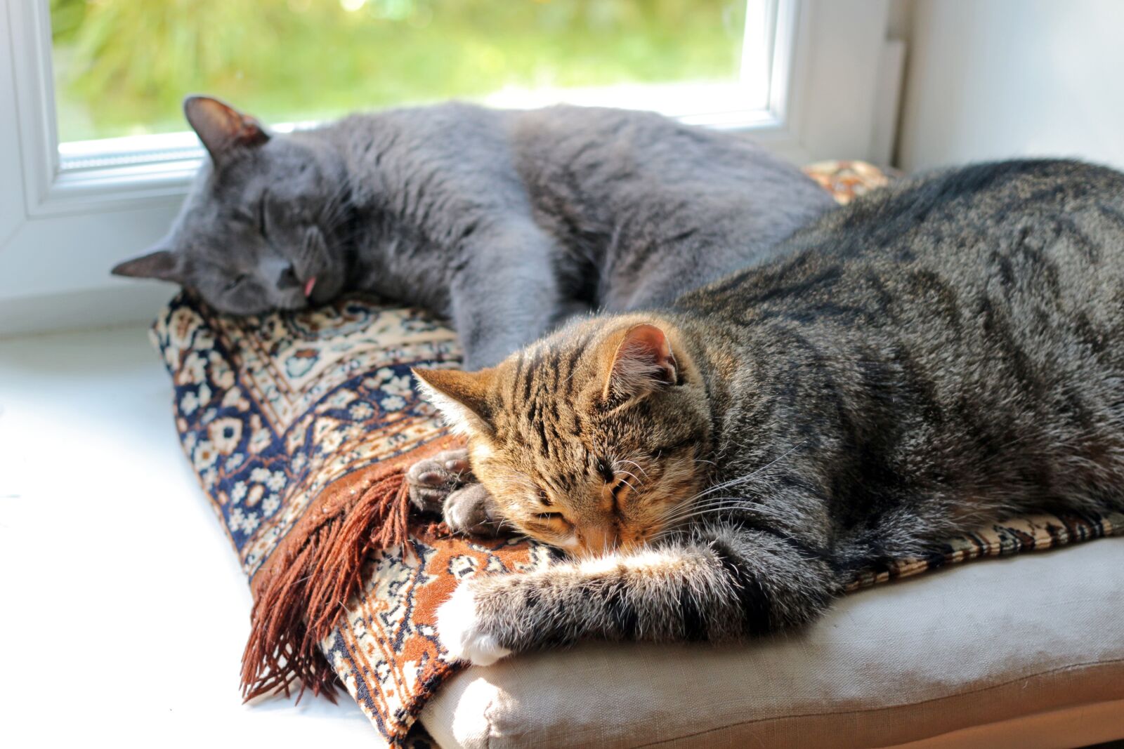 Canon EOS 100D (EOS Rebel SL1 / EOS Kiss X7) + Canon EF 40mm F2.8 STM sample photo. Cats, sleep, dream photography
