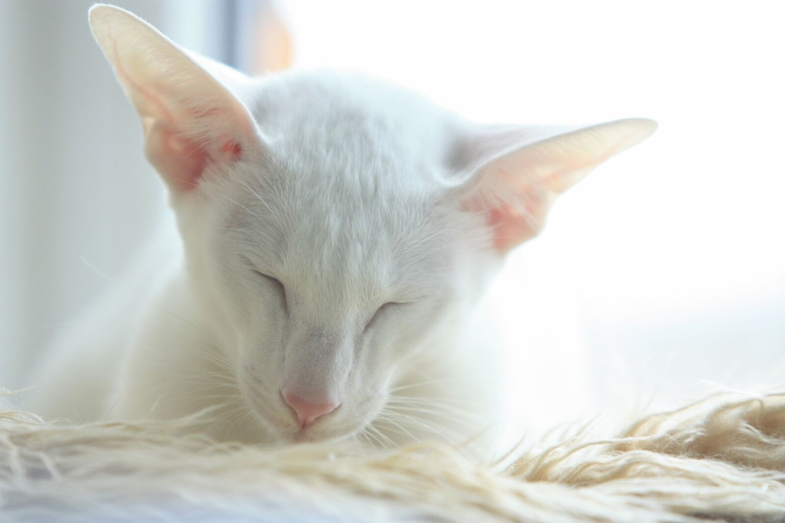 Canon EOS 450D (EOS Rebel XSi / EOS Kiss X2) sample photo. Cat, oriental, white photography