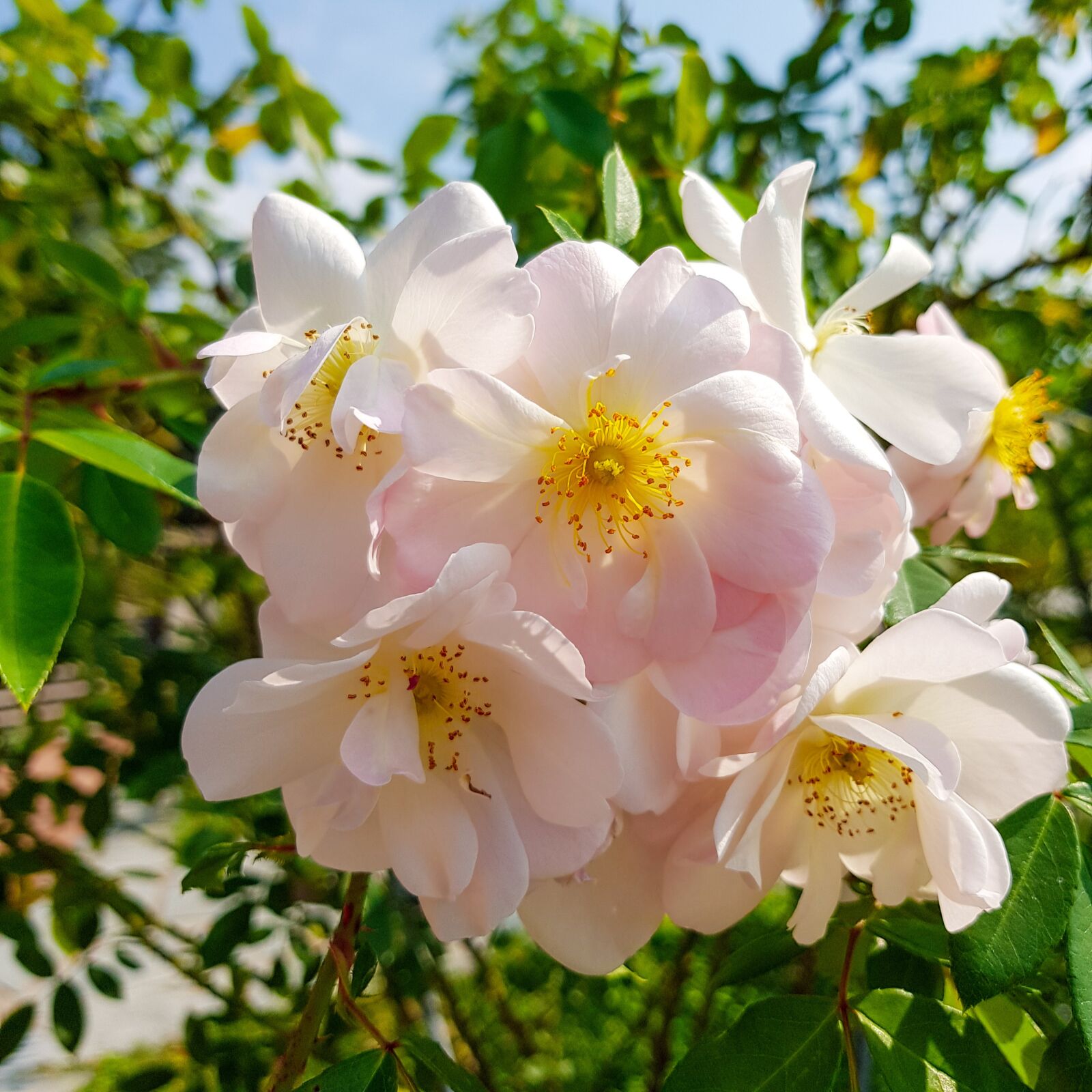 Samsung SM-G955F + Samsung Galaxy S8+ Rear Camera sample photo. Flowers, white flowers, nature photography