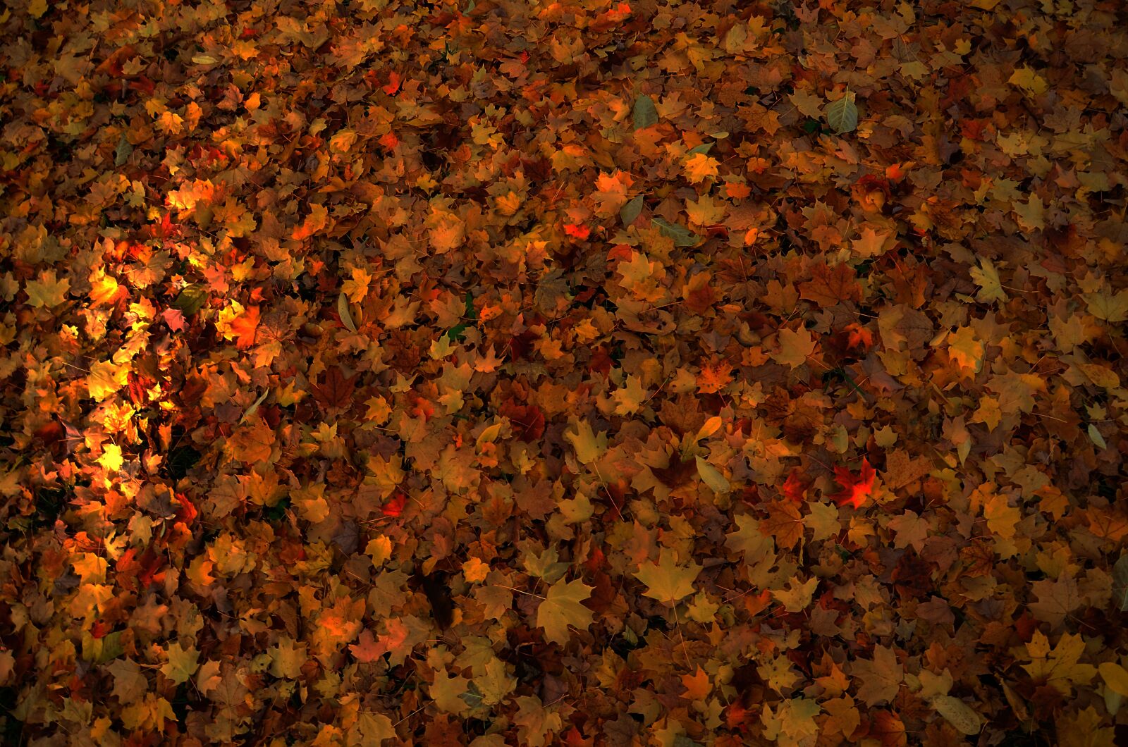 Nikon D5100 sample photo. Leaves, autumn, nature photography