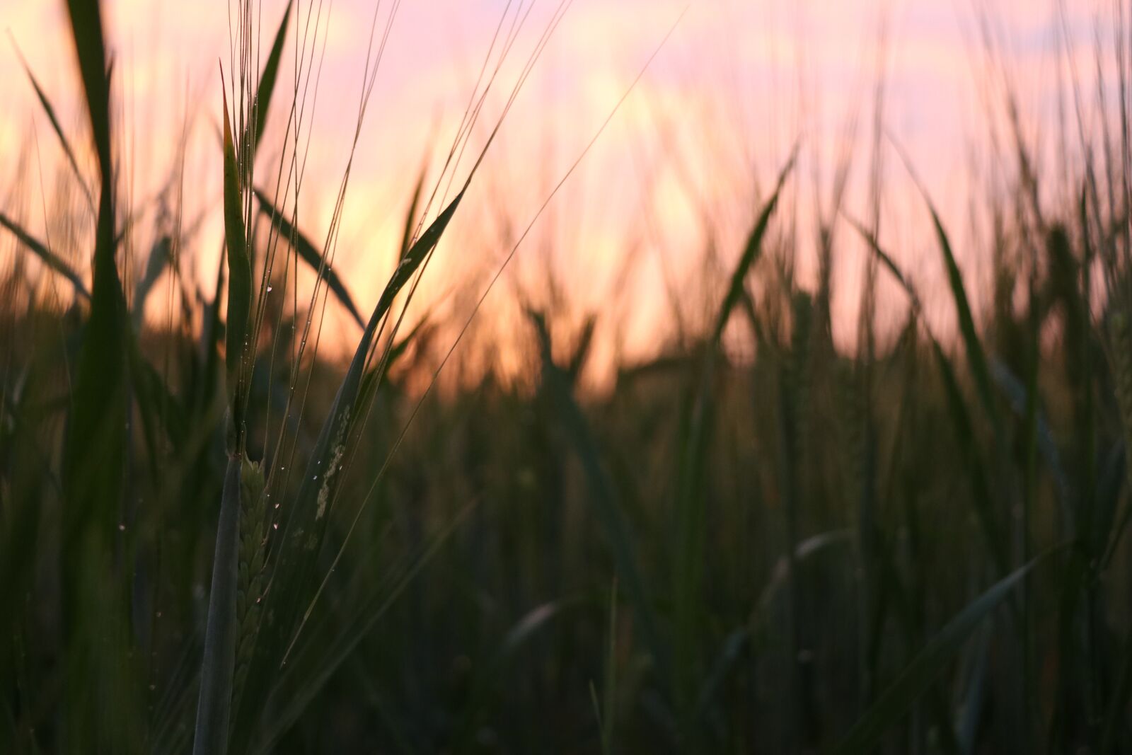 Canon EF-S 18-135mm F3.5-5.6 IS USM sample photo. Nature, summer, grain photography