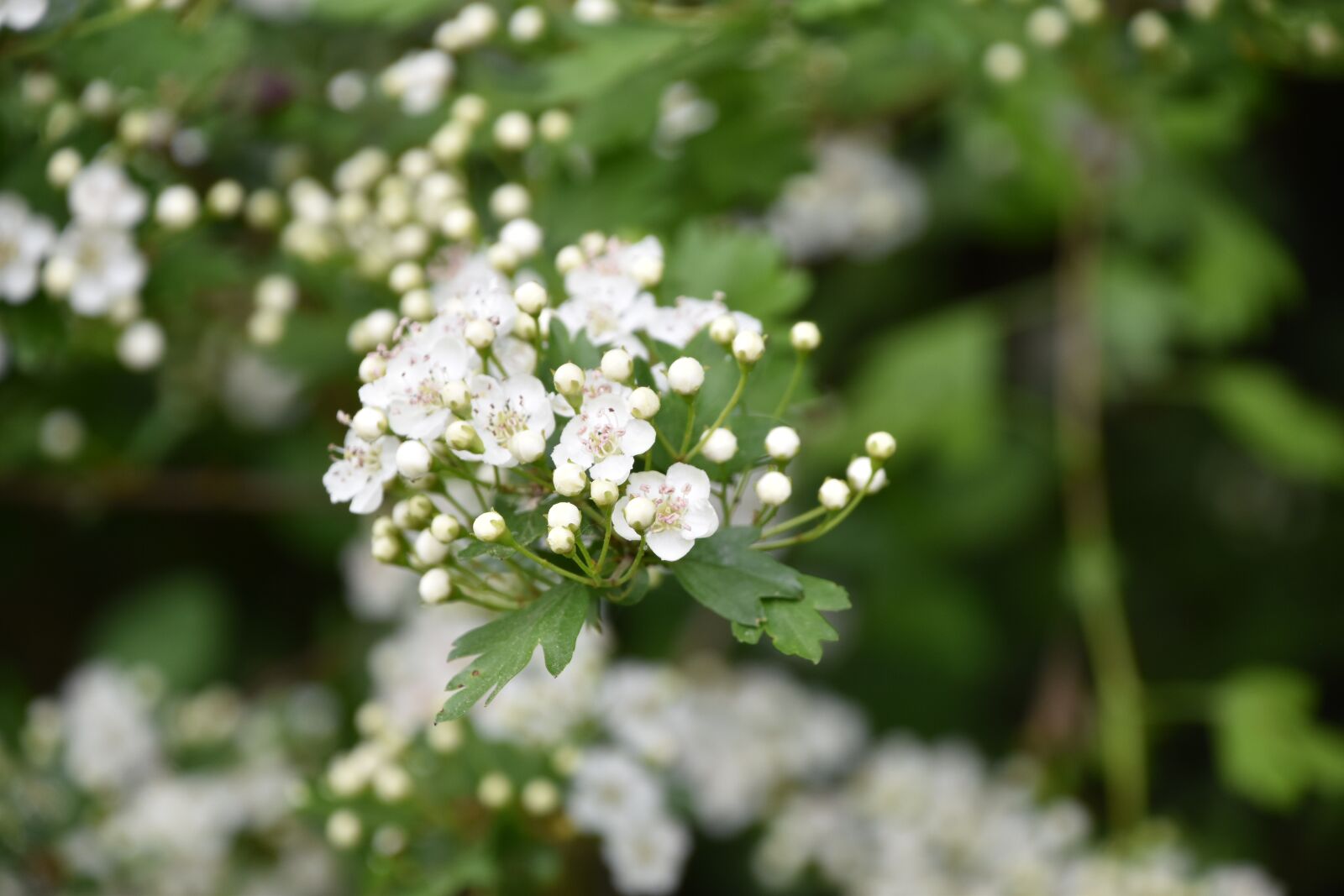 Nikon D5600 sample photo. Flower, nature, plant photography