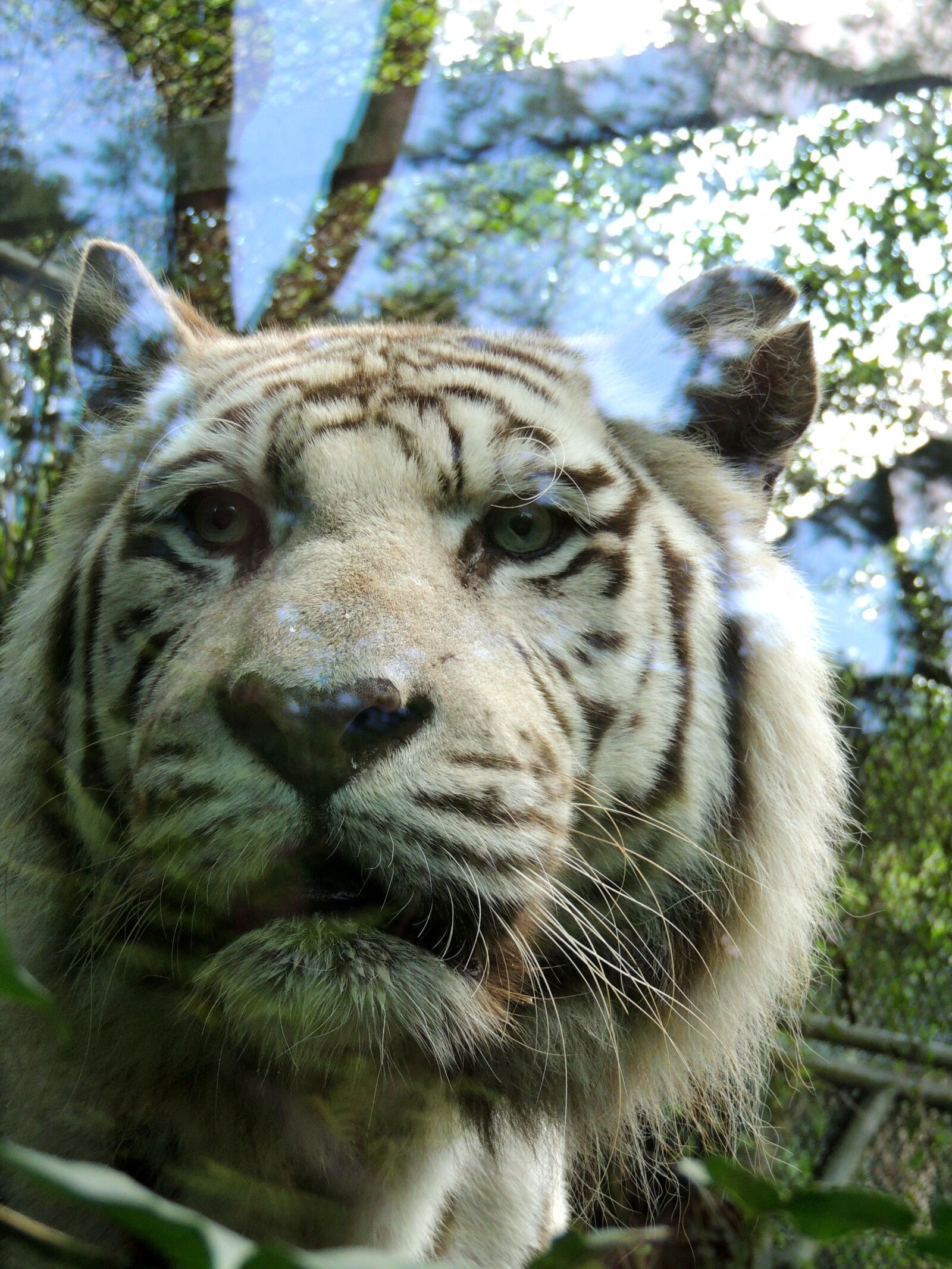 Nikon Coolpix P510 sample photo. Tiger, white tiger, zoo photography