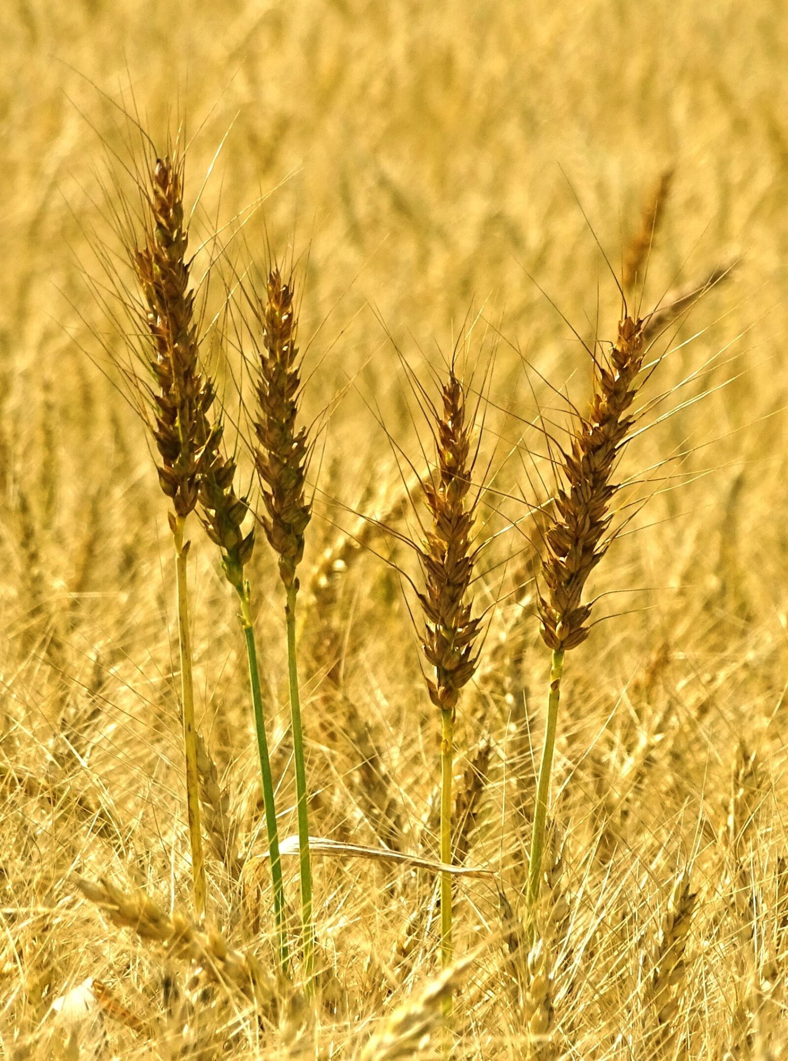 Sony Cyber-shot DSC-HX400V sample photo. Wheat, spike, wheat field photography