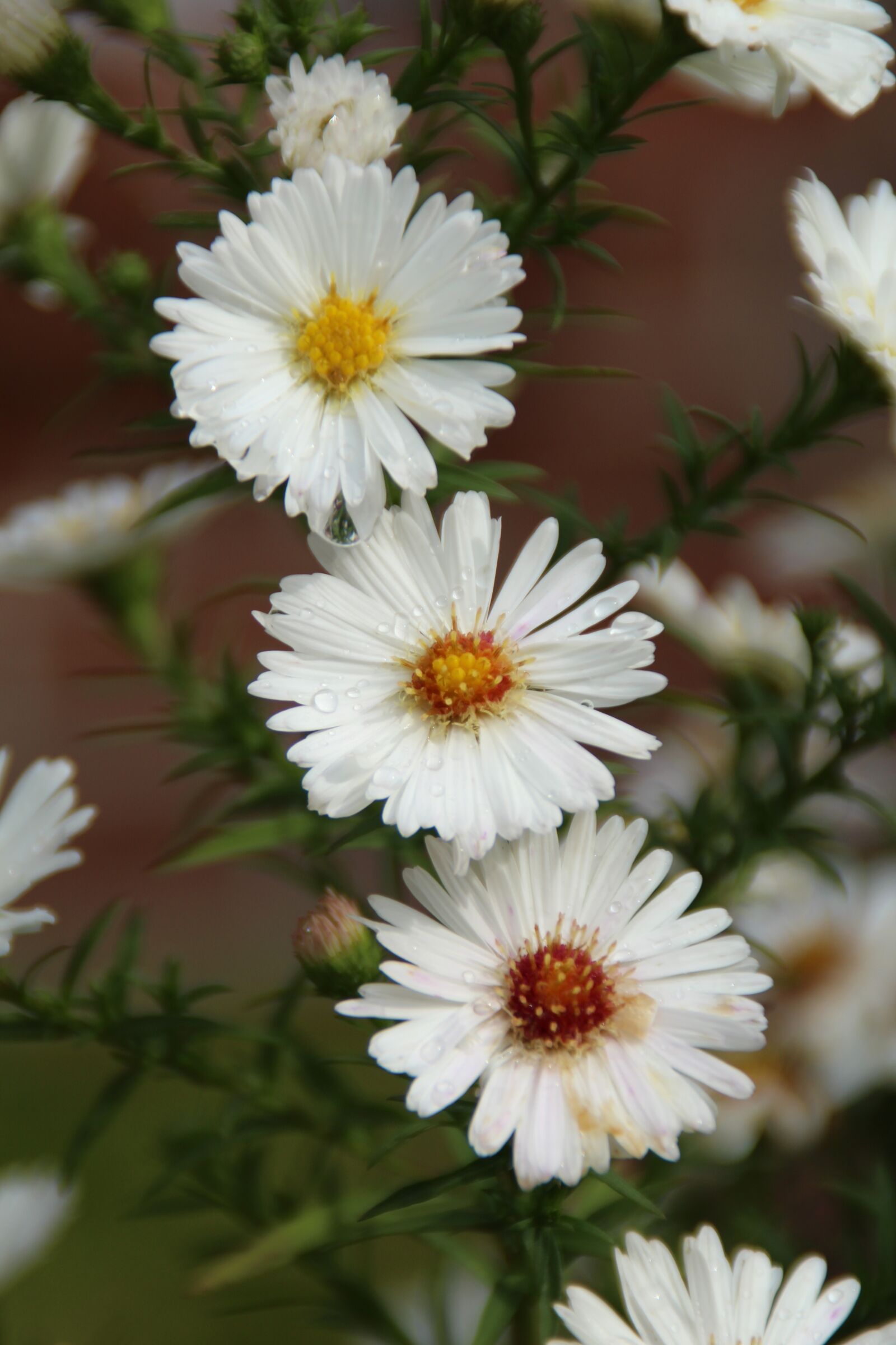 Canon EOS 1200D (EOS Rebel T5 / EOS Kiss X70 / EOS Hi) sample photo. Flower, blossom, bloom photography