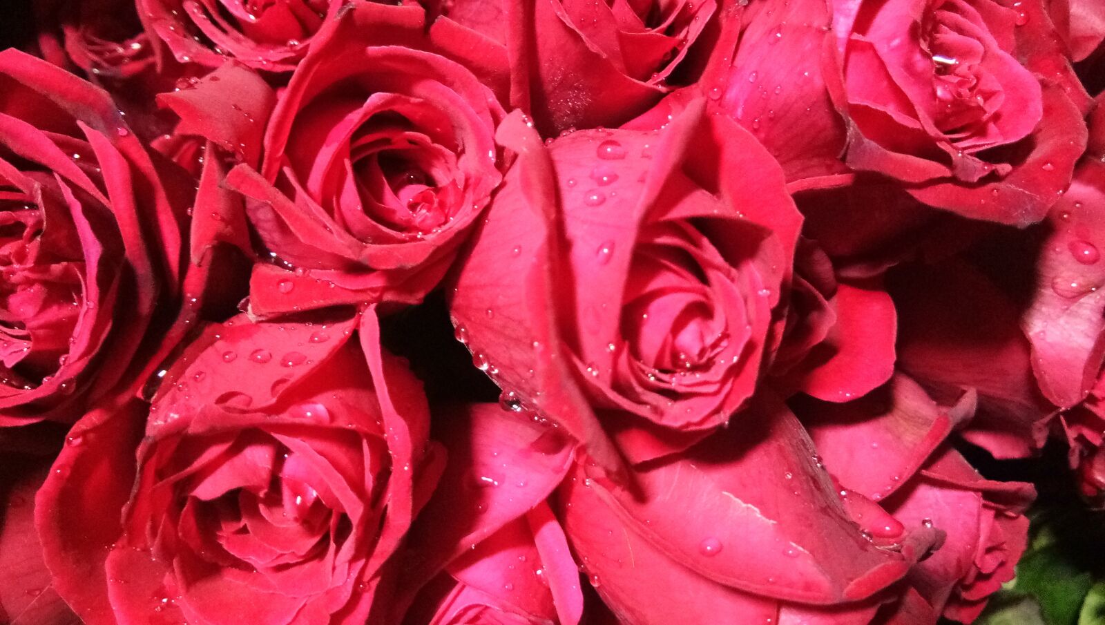 vivo 1601 sample photo. Rose, flower, petal photography
