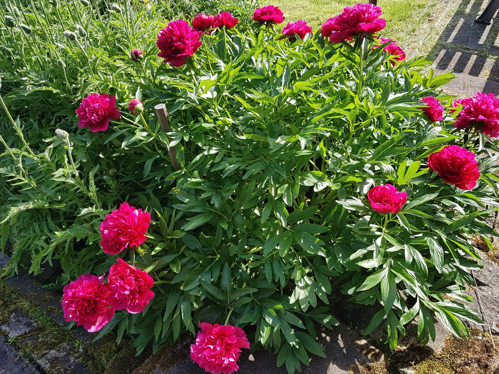 Samsung Galaxy S7 sample photo. Peony, flower photography