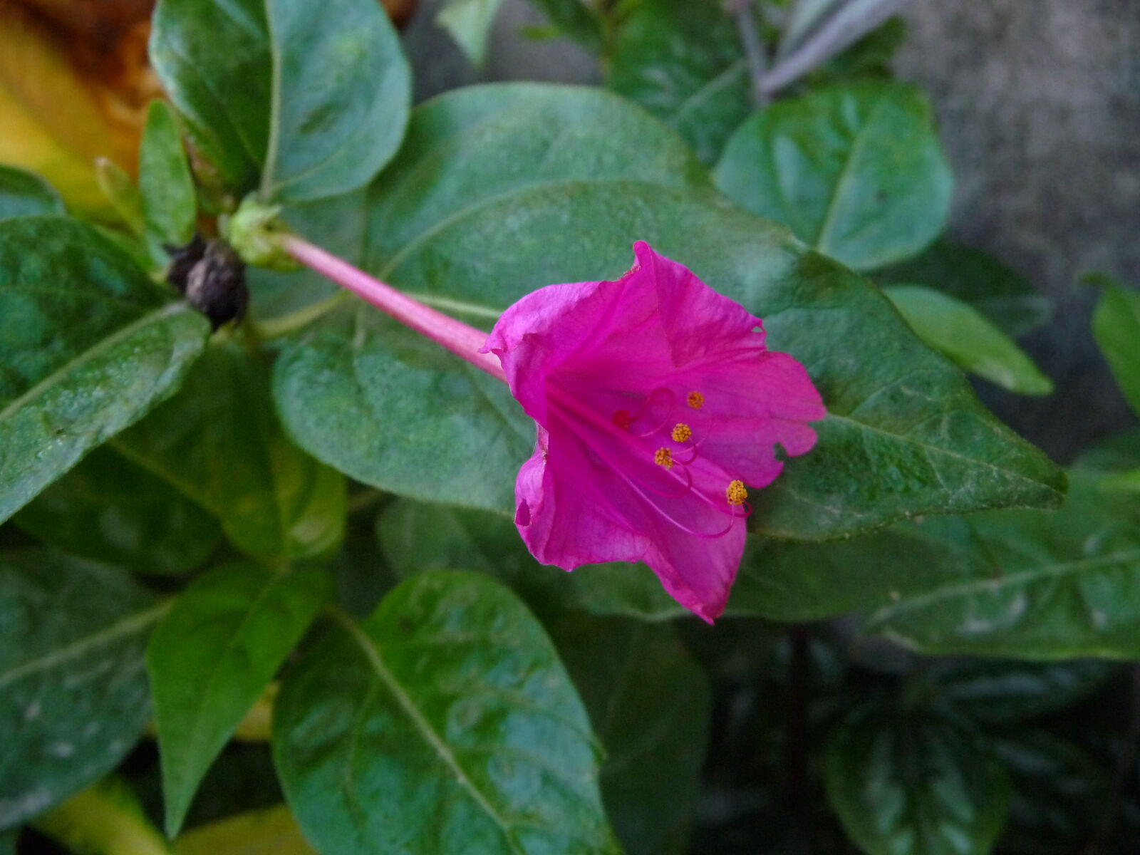 Panasonic Lumix DMC-TZ4 sample photo