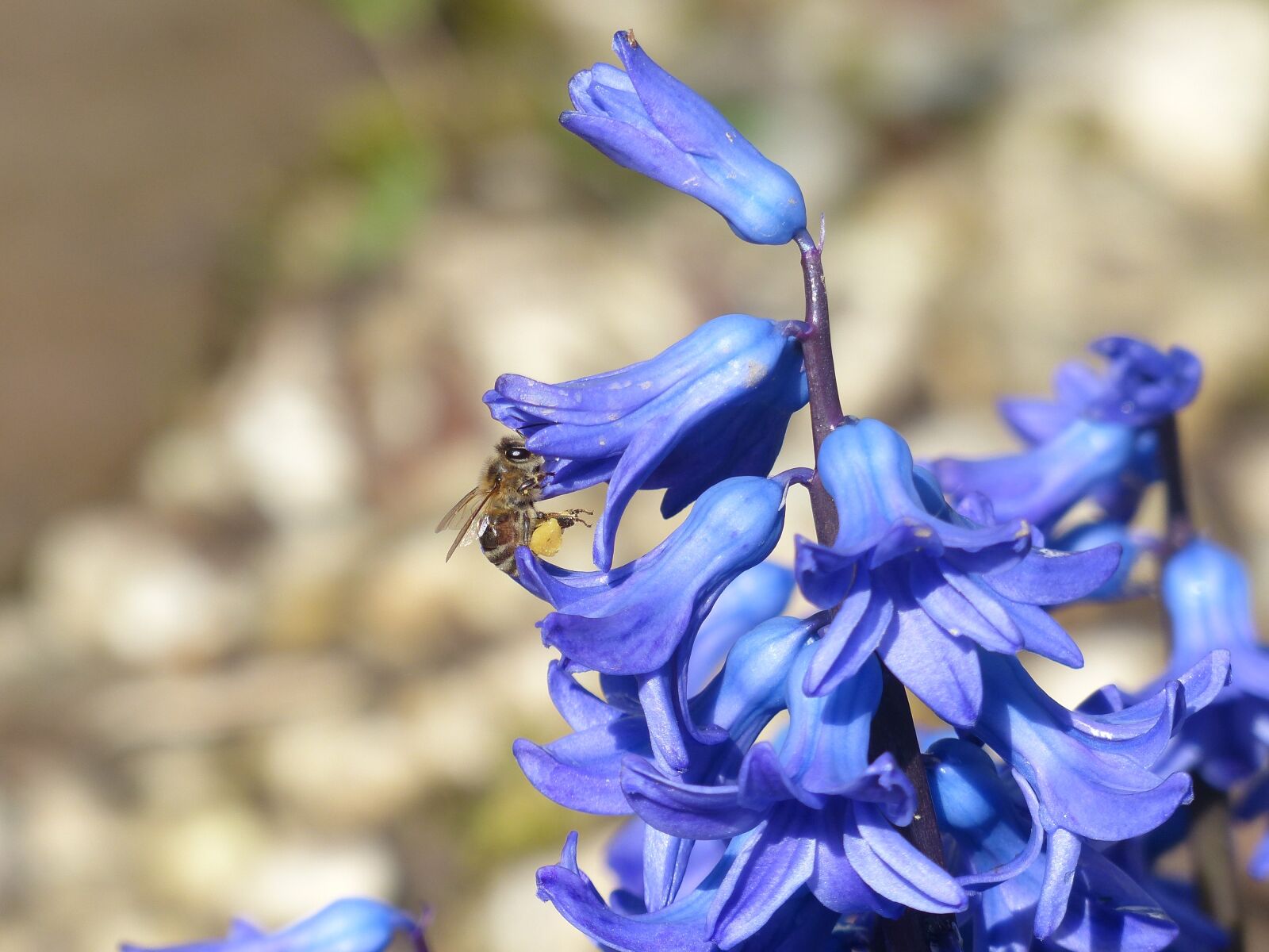 Panasonic Lumix DMC-FZ200 sample photo. Hyacinth, bee, nectar photography