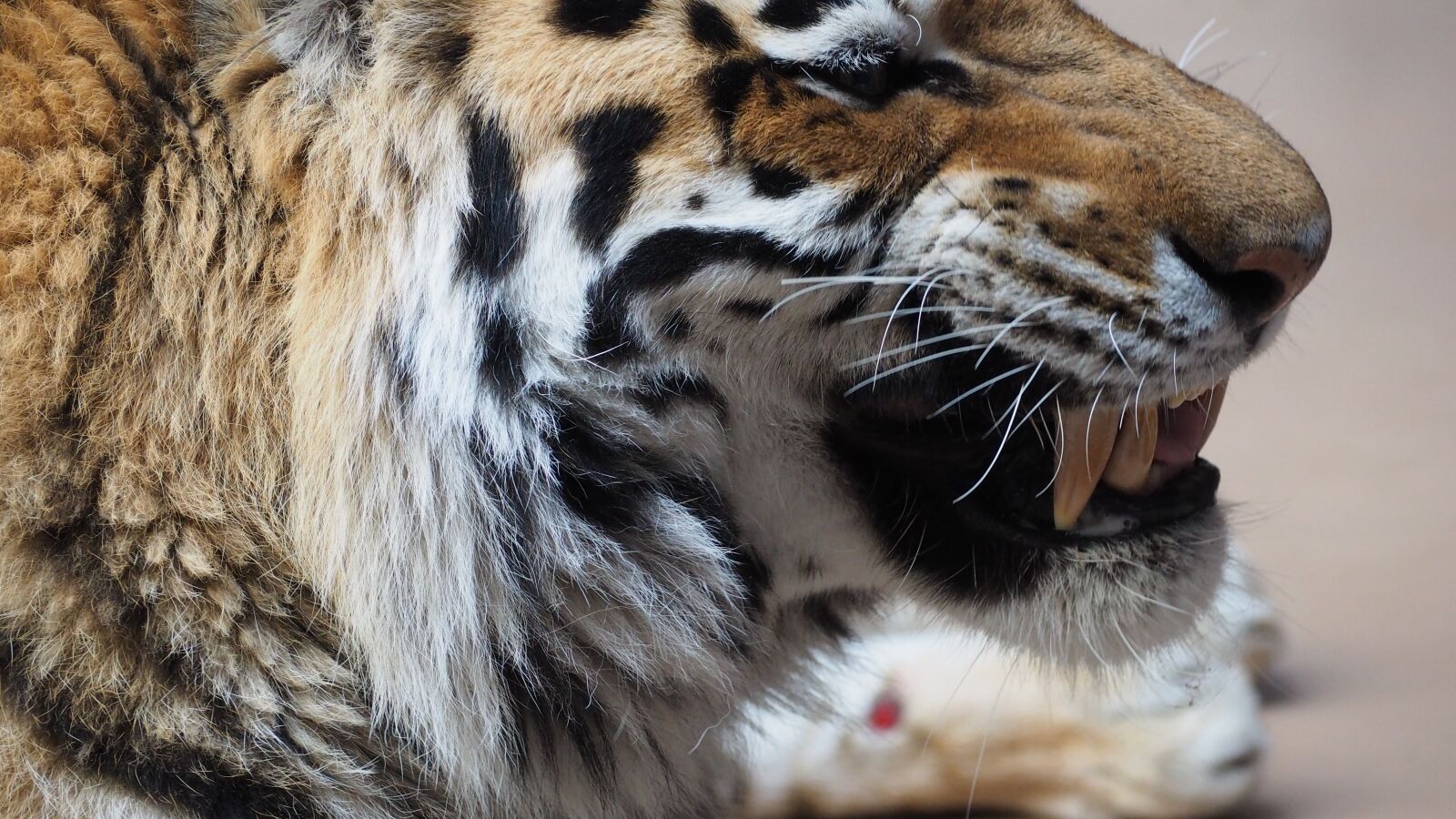 Olympus OM-D E-M10 II sample photo. Tiger, tiger face, portrait photography