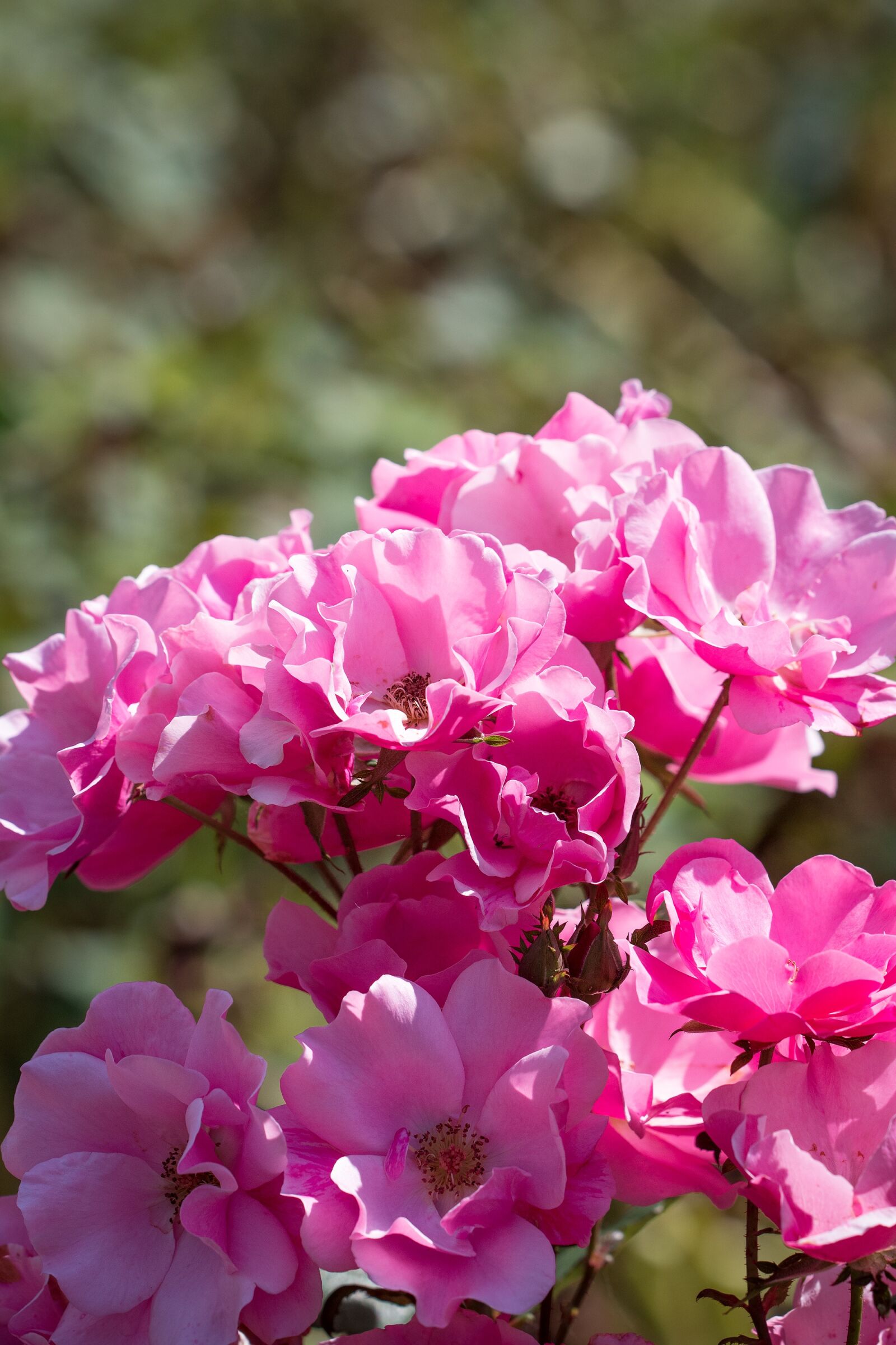 Nikon D7100 sample photo. Roses, pink, pink roses photography