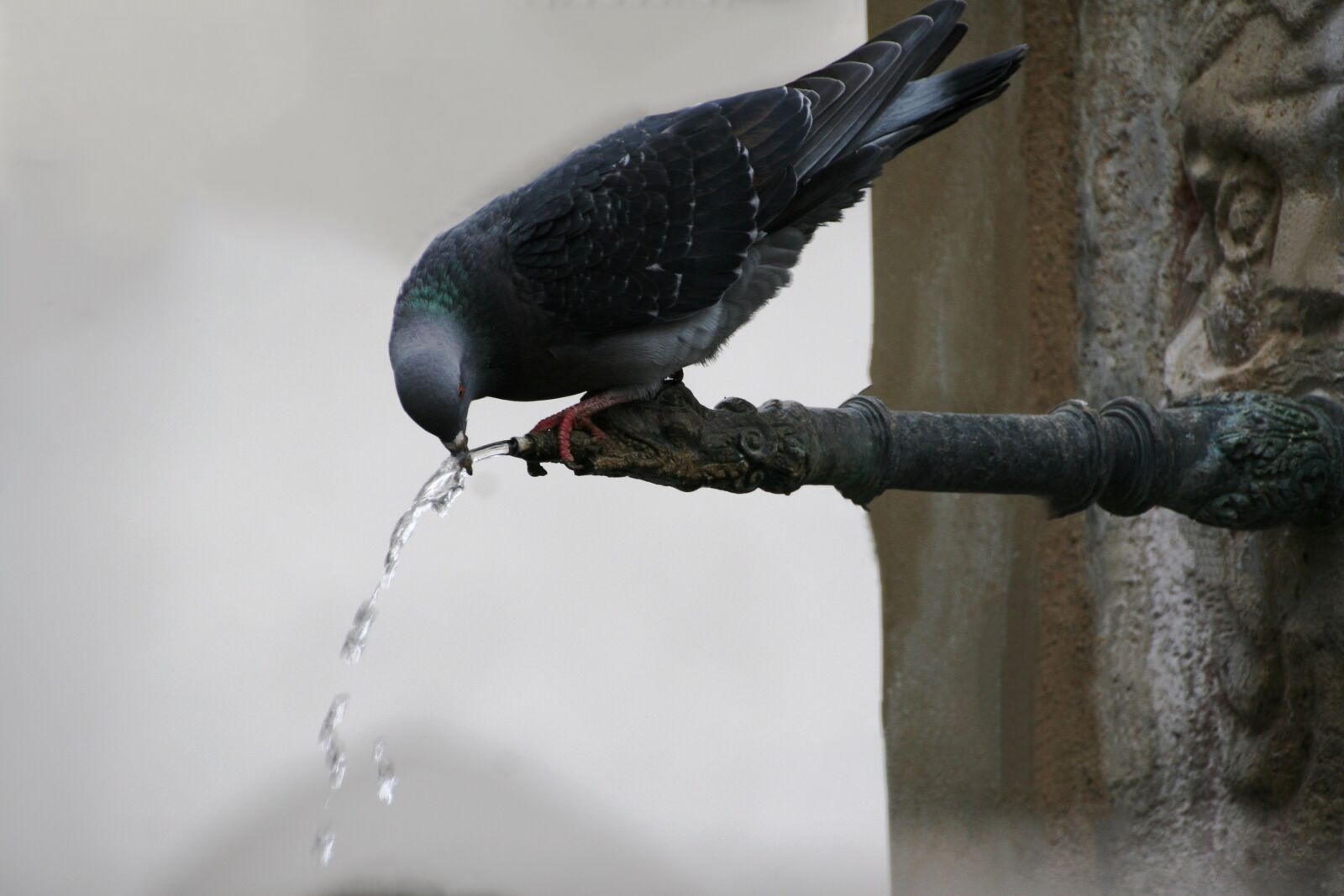 Canon EOS 30D sample photo. Water, drink, bird photography