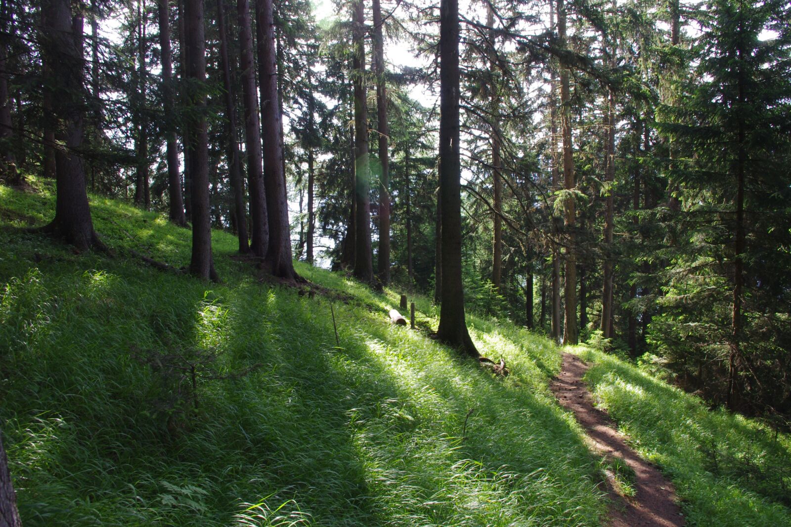 Pentax K-r sample photo. Forest, valais, switzerland photography