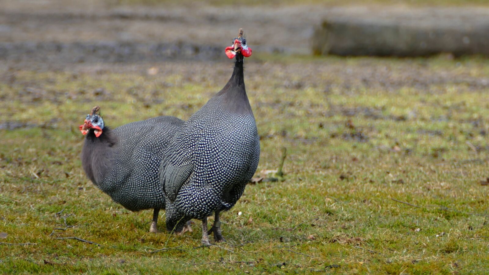 Panasonic Lumix DMC-FZ1000 sample photo. Birds, nature, animal kingdom photography