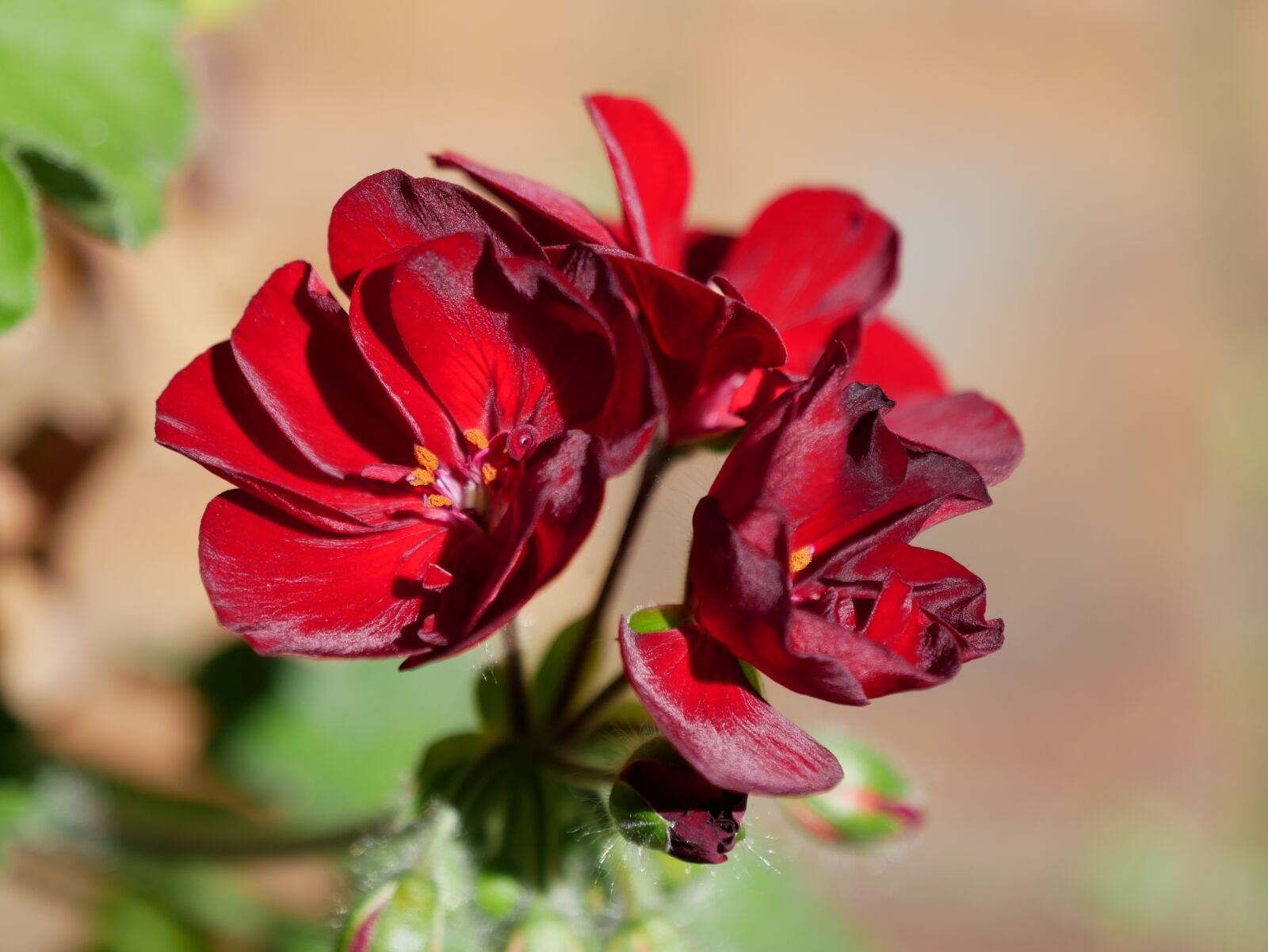 Panasonic Lumix DMC-G85 (Lumix DMC-G80) sample photo. Red flowers, floral, garden photography