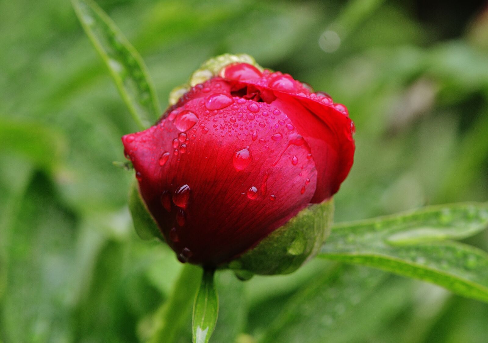 Nikon D3200 sample photo. Peony, rain, drip photography