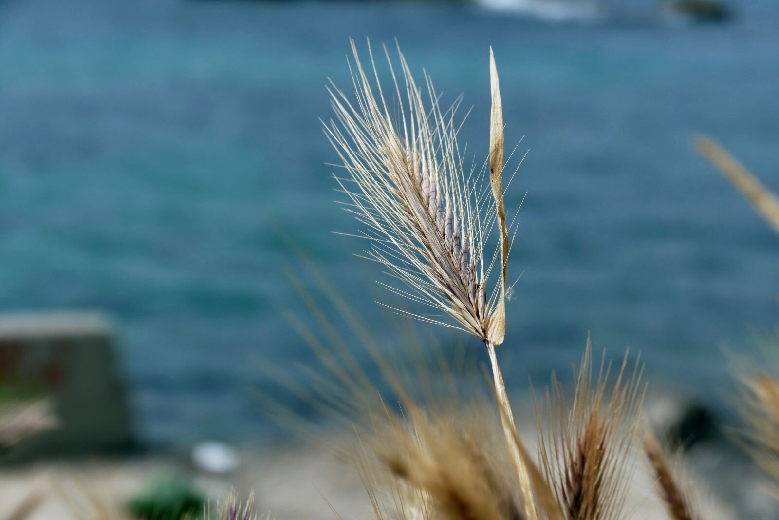 Panasonic Lumix DMC-FZ1000 sample photo. Nature, summer, at the photography