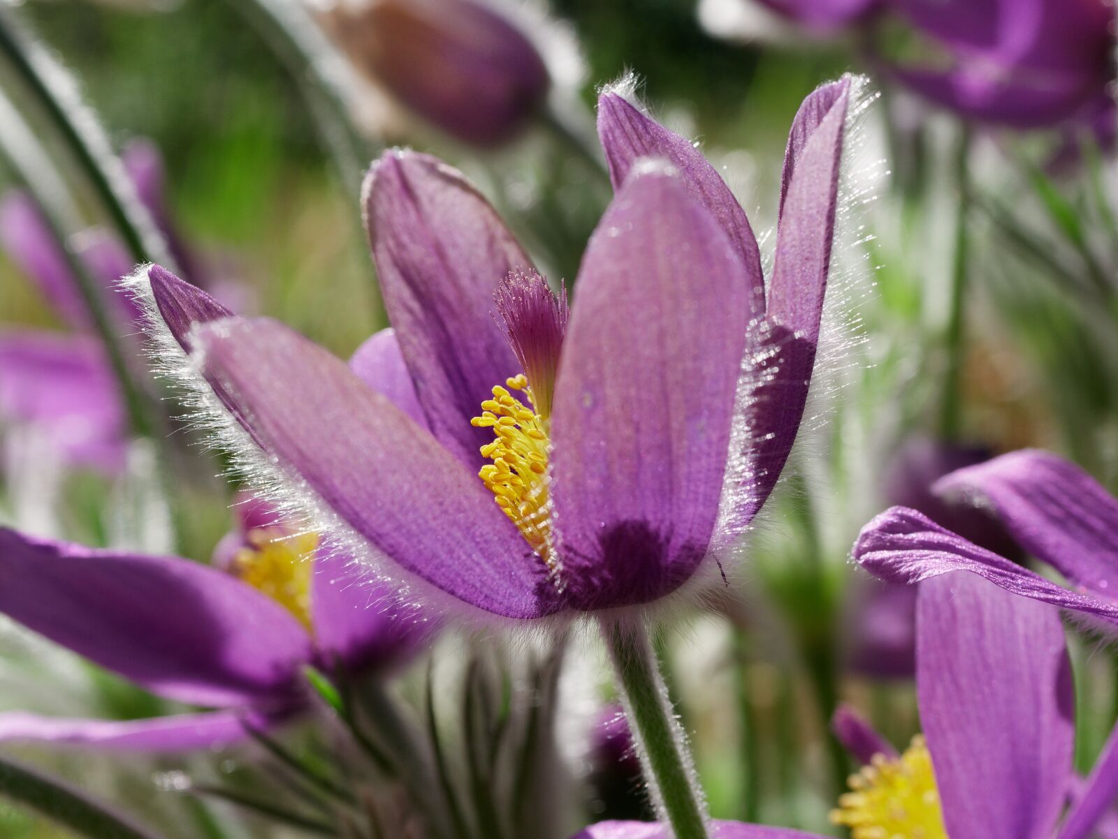 Panasonic Lumix DMC-GX85 (Lumix DMC-GX80 / Lumix DMC-GX7 Mark II) sample photo. Pasque flower, spring, violet photography
