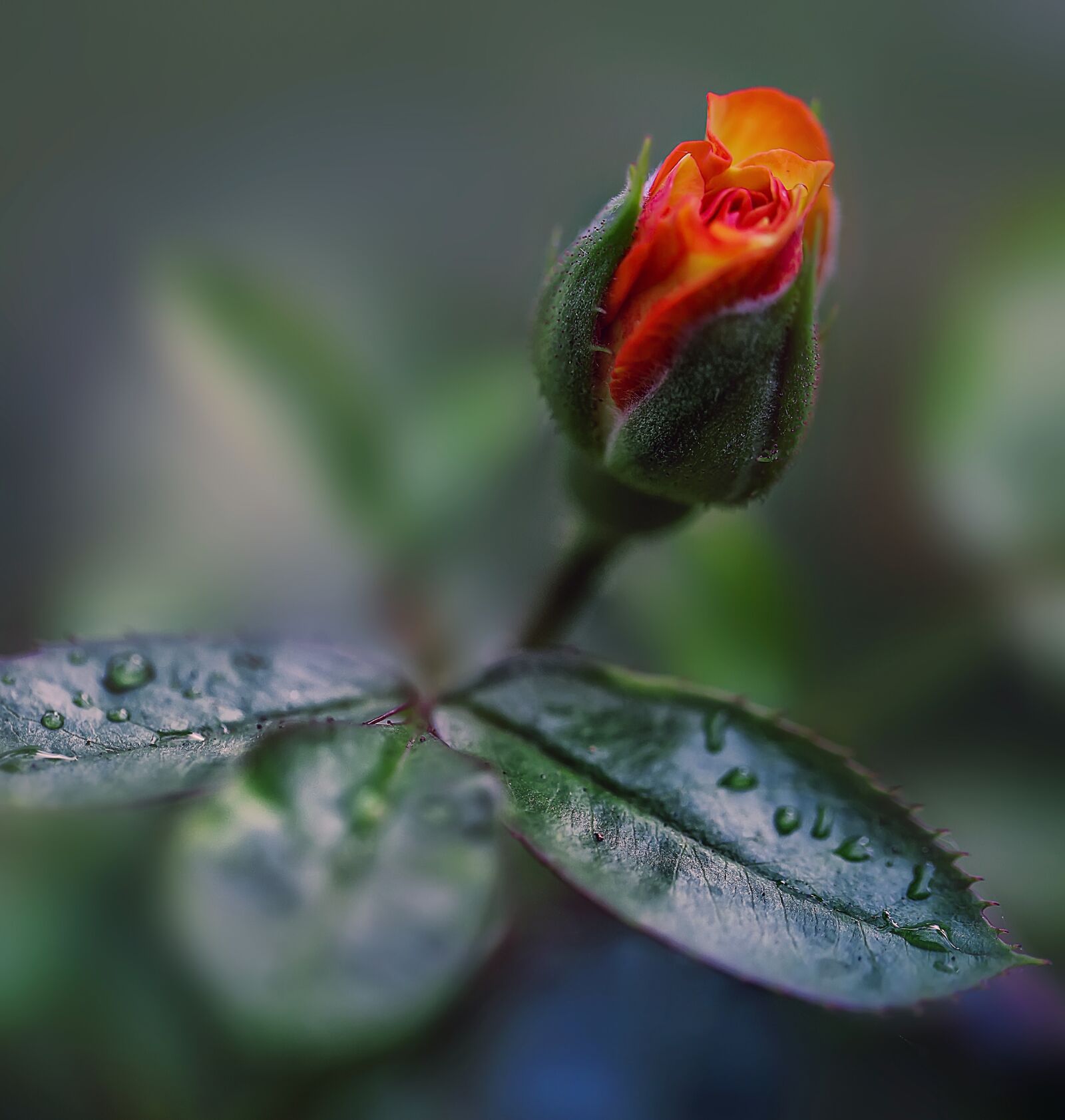Canon EF 100mm F2.8L Macro IS USM sample photo. Nature, leaf, outdoors photography