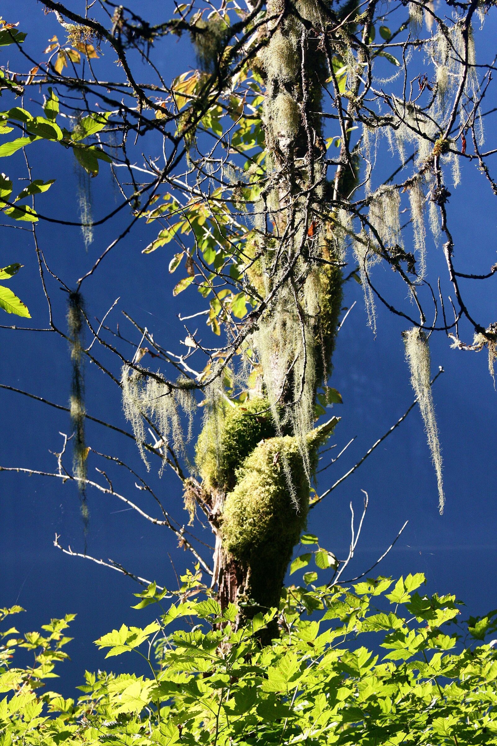Canon EOS 40D sample photo. Tree, mist, lichen photography