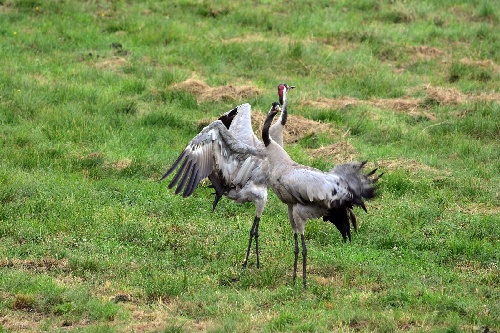 Nikon D3400 sample photo. Cranes, crane, bird photography