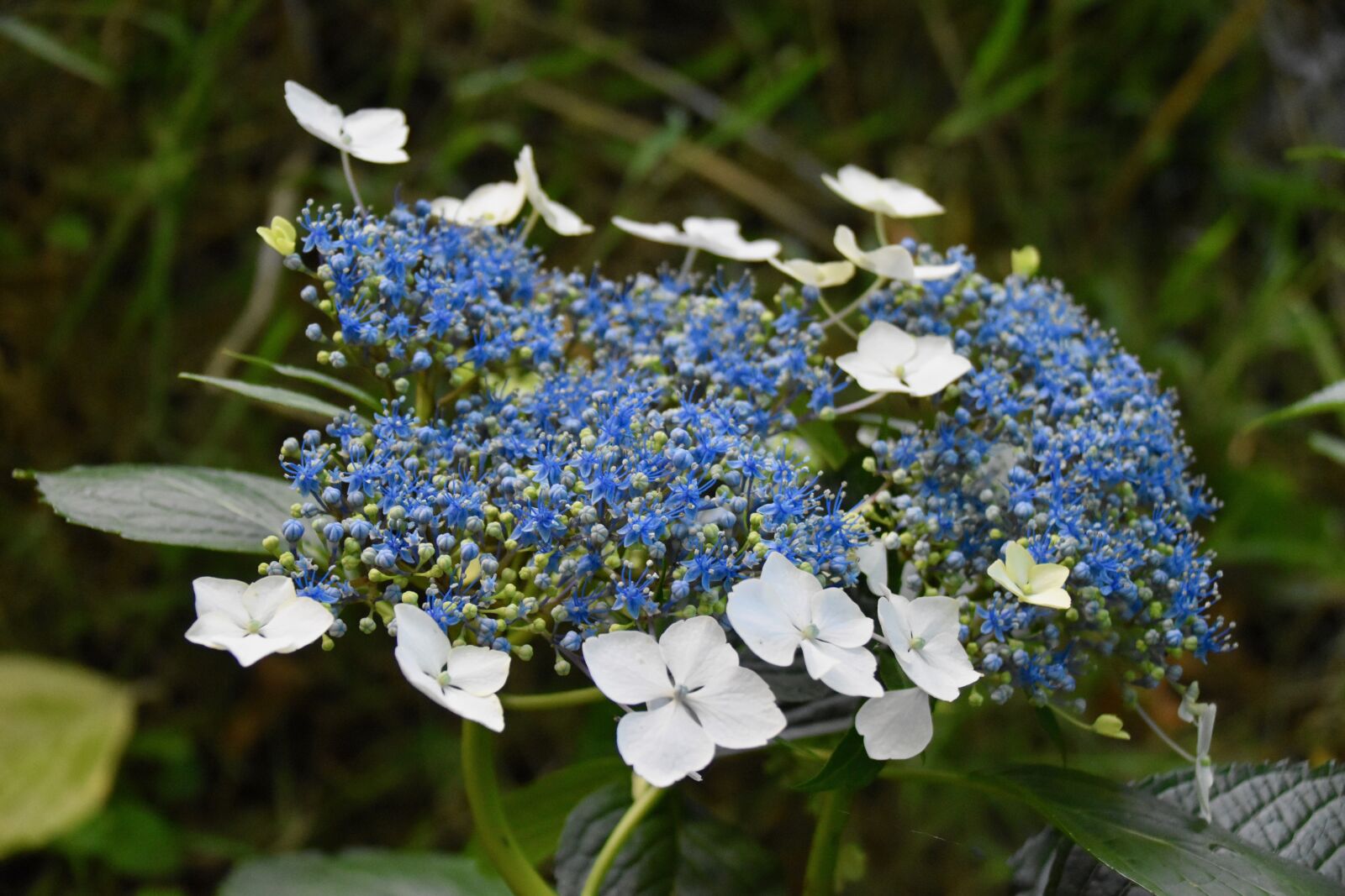 Nikon D5600 sample photo. Hydrangea blue, blue flowers photography