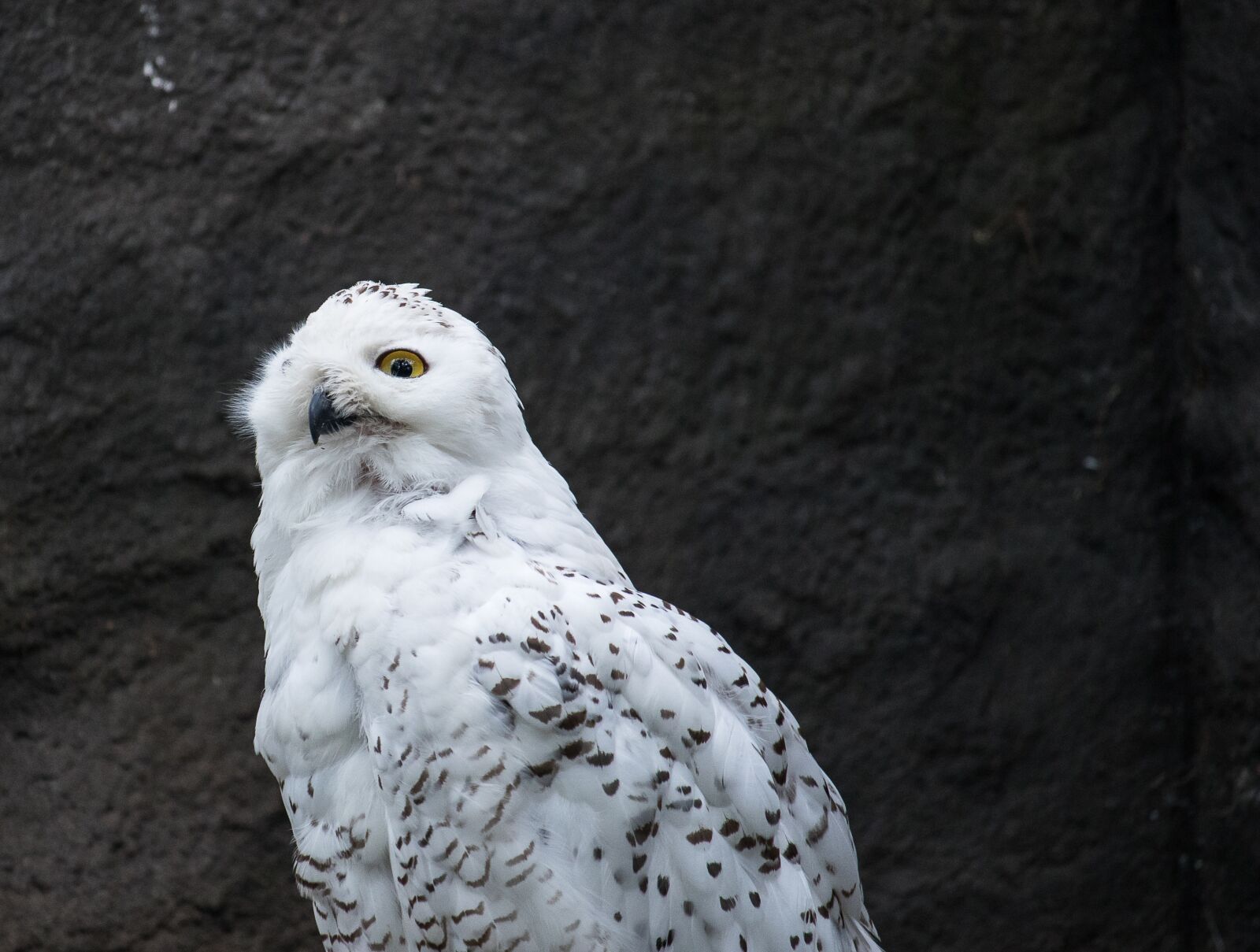Canon EF-S 55-250mm F4-5.6 IS STM sample photo. Snowy owl, owl, animal photography