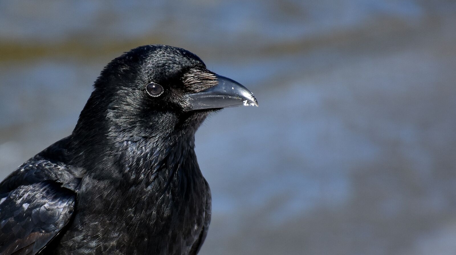Nikon D7200 sample photo. Common raven, raven, snow photography