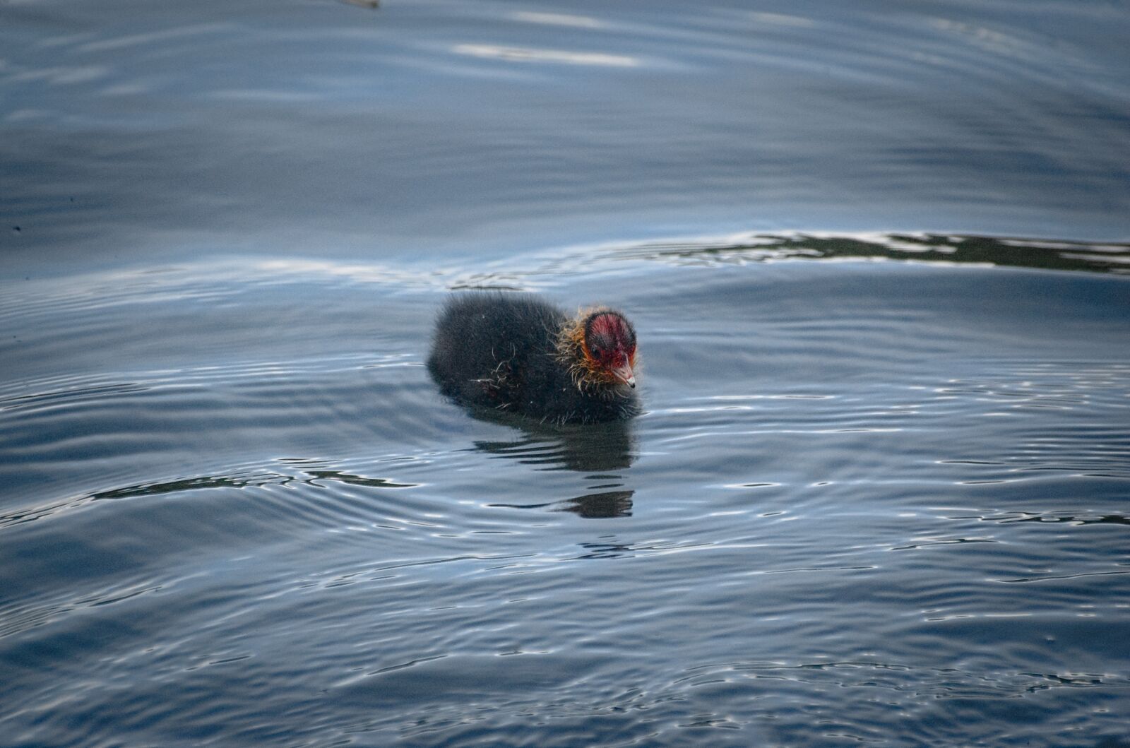 Nikon D70 sample photo. Coot, ralle, chicks photography