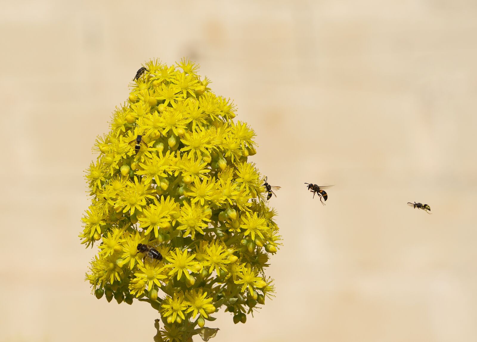 Nikon D810 sample photo. Bee, floral, flower photography