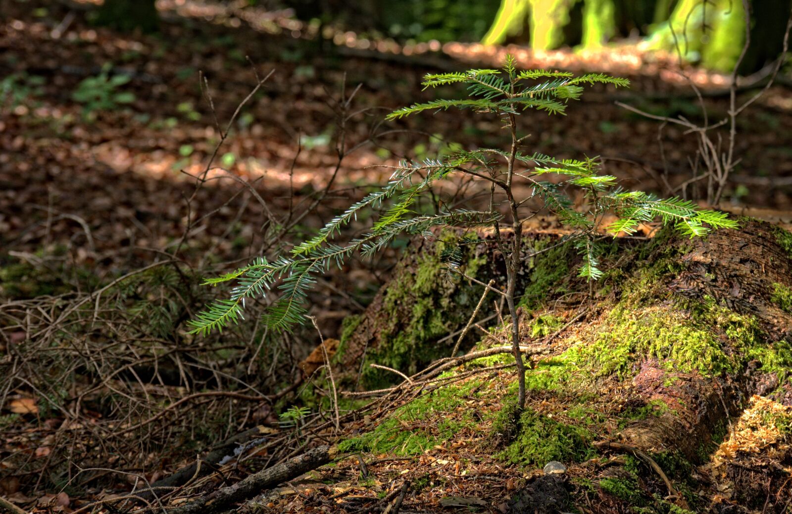 55.0-200.0mm f/4.0-f/5.6 sample photo. Plant, tree, engine photography