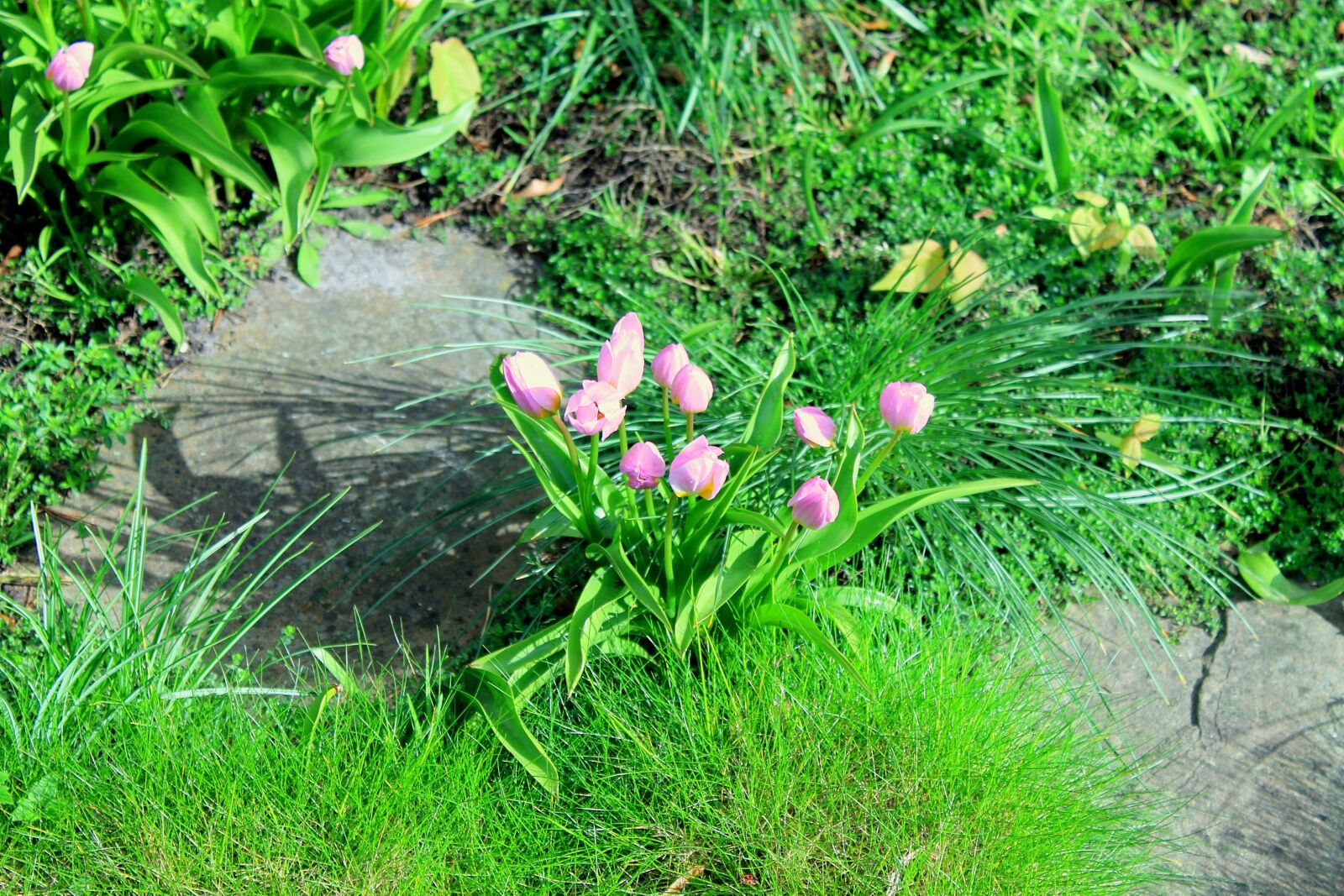 Canon EOS 1100D (EOS Rebel T3 / EOS Kiss X50) sample photo. Tulips, garden, spring photography