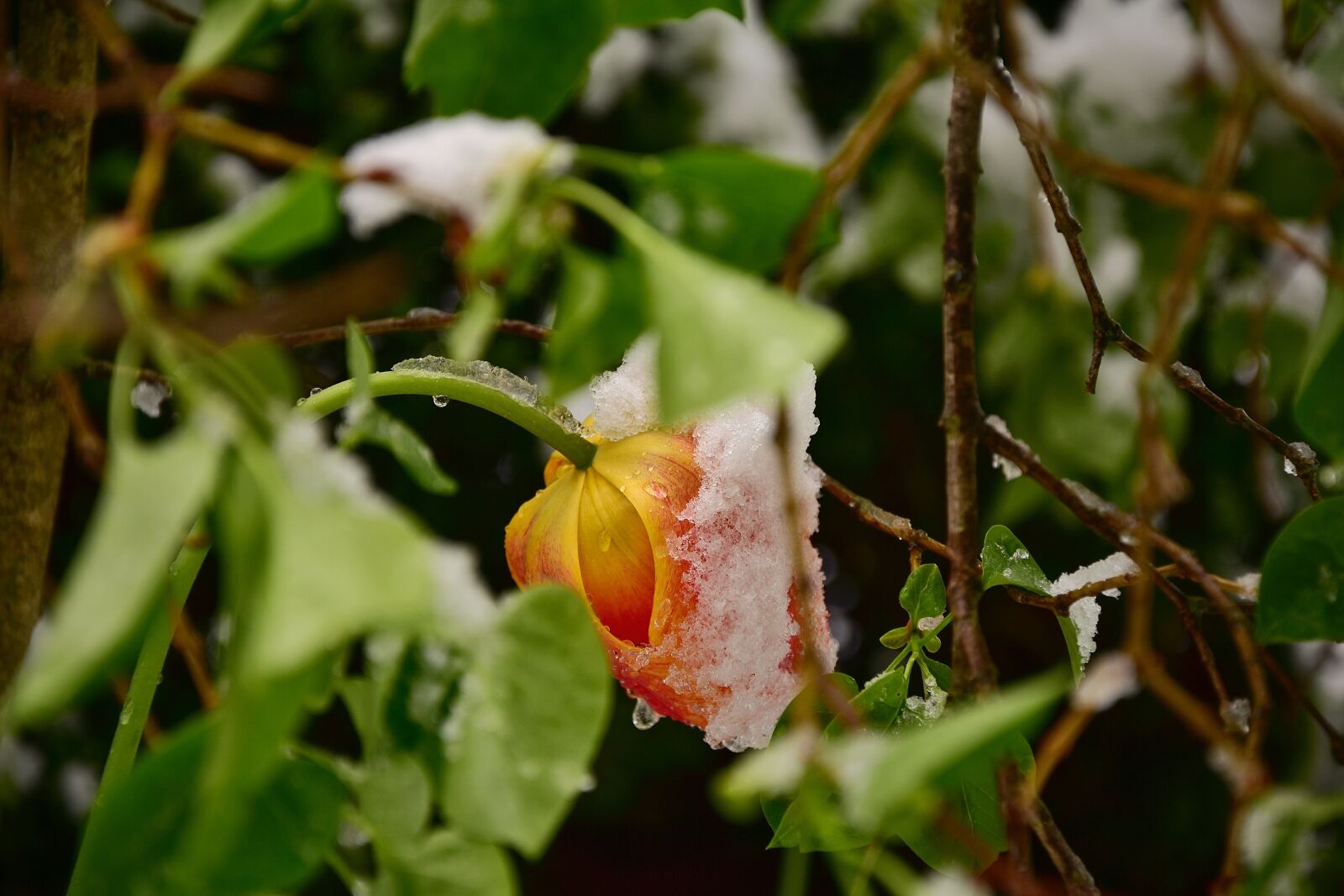 Nikon D7200 sample photo. Tulips, may, spring photography