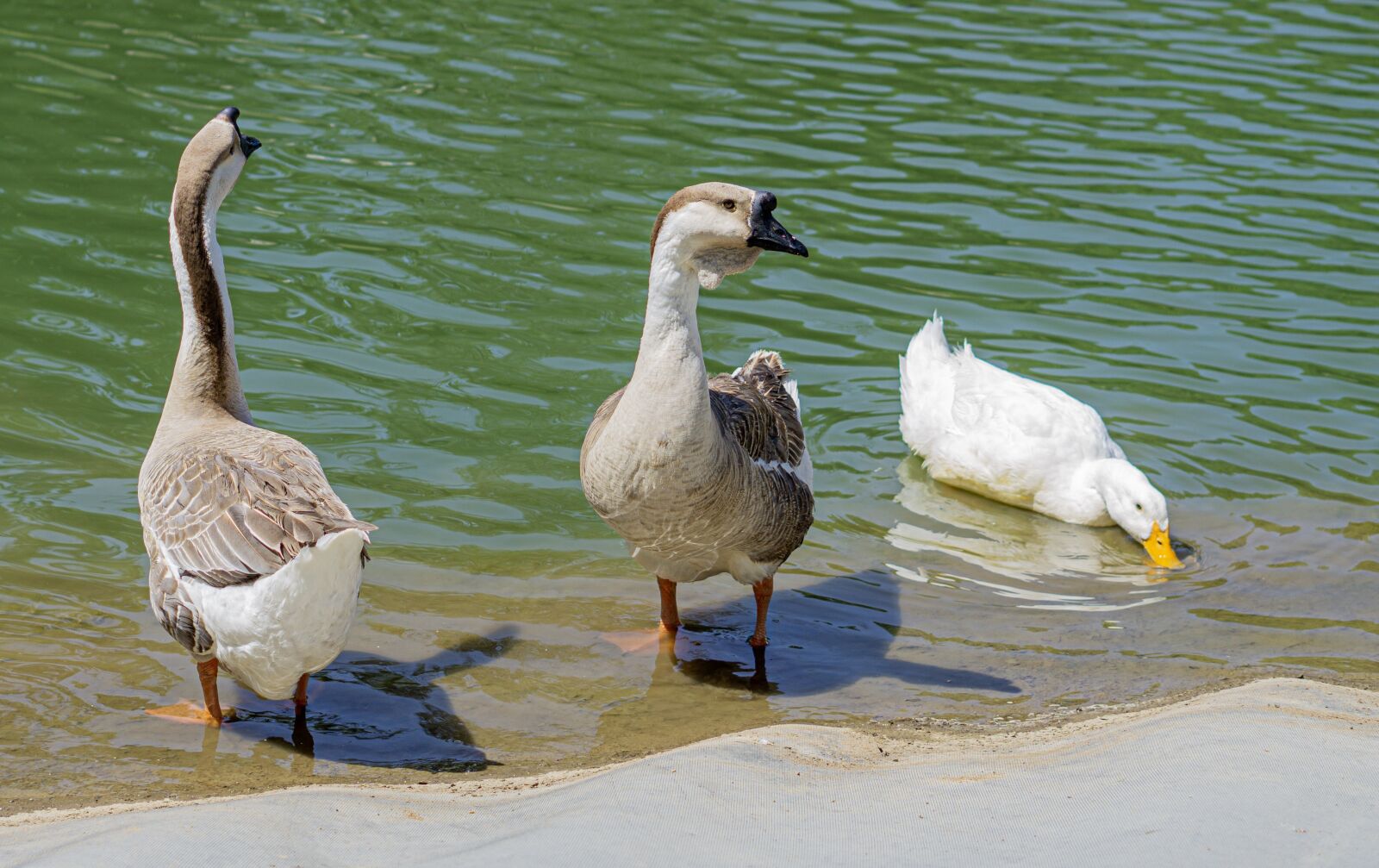 E 50mm F1.8 OSS sample photo. Ducks, pond, bird photography
