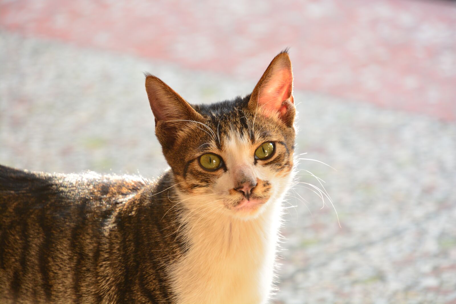 Nikon D7100 sample photo. Cute, animal, cat photography