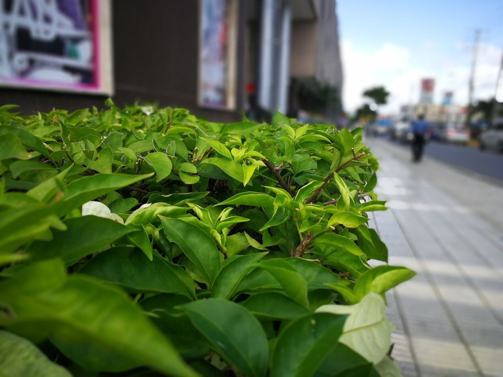 HUAWEI P10 sample photo. Leaf, plant, nature photography