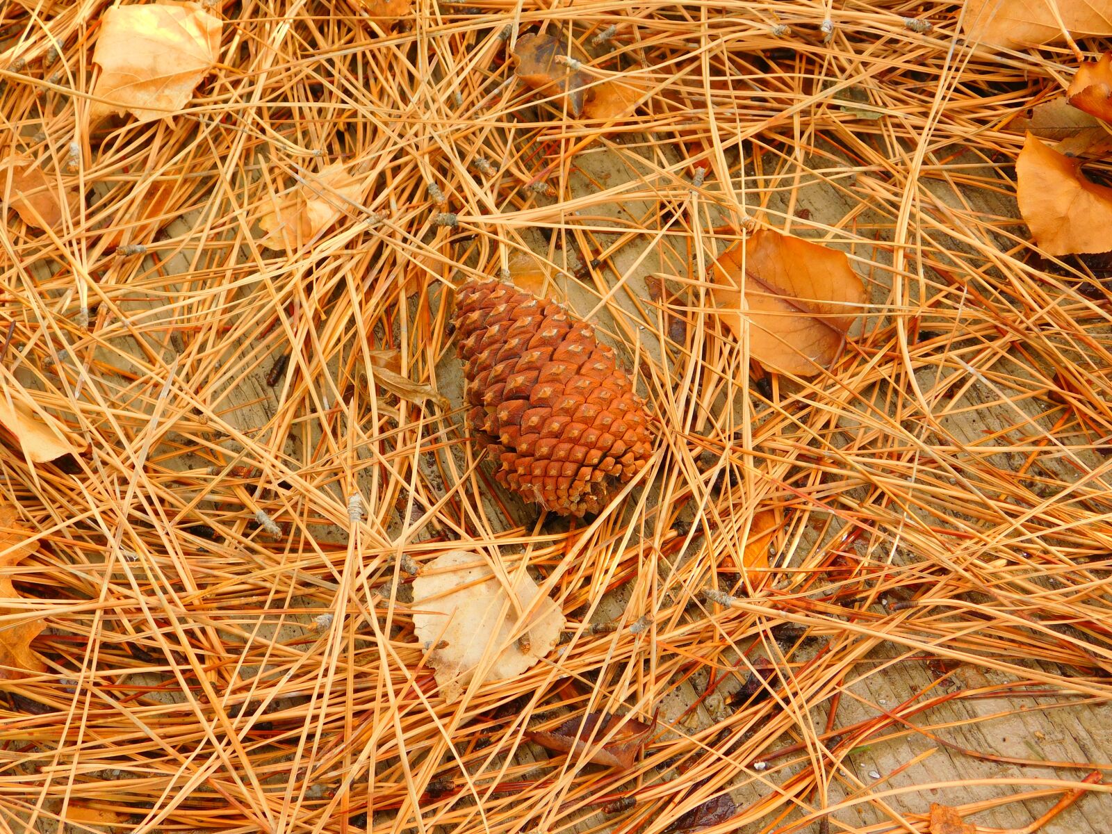Nikon Coolpix L840 sample photo. Pine cone, fall, pine photography