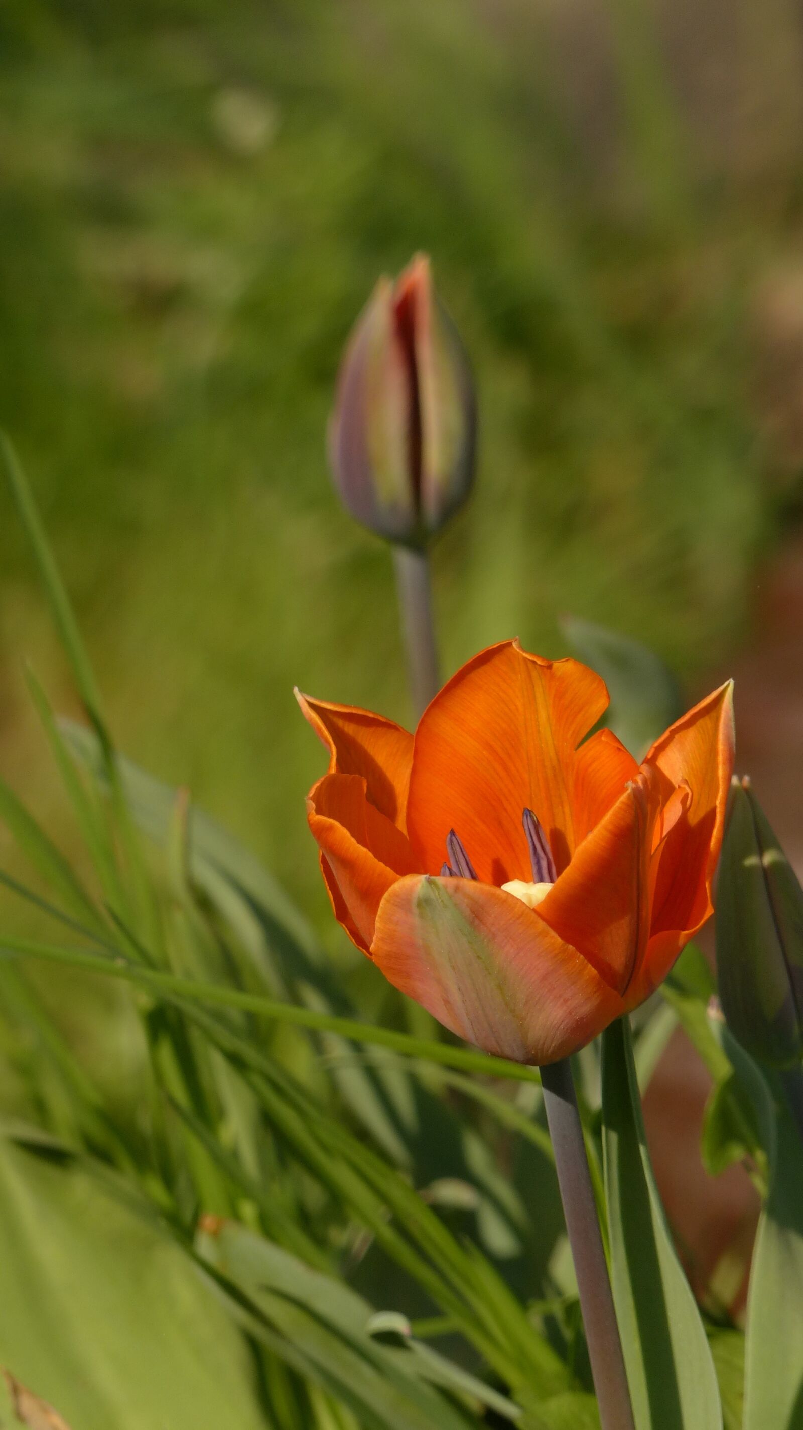 Panasonic Lumix DMC-FZ200 sample photo. Tulip, spring, flower photography